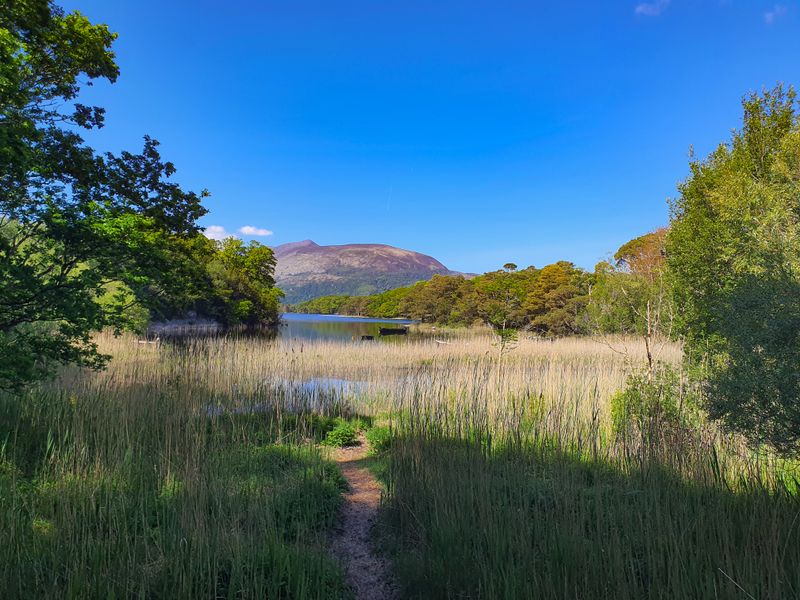 Reed-fringed lake and mountains on a sunny day in Killarney National Park