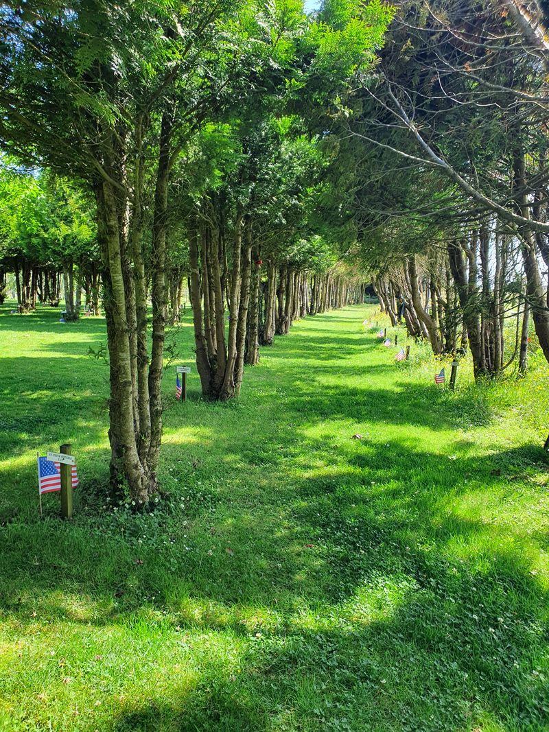Tree-lined avenue of the Ringfinnan Garden of Remembrance near Kinsale, with small American flags marking each memorial tree