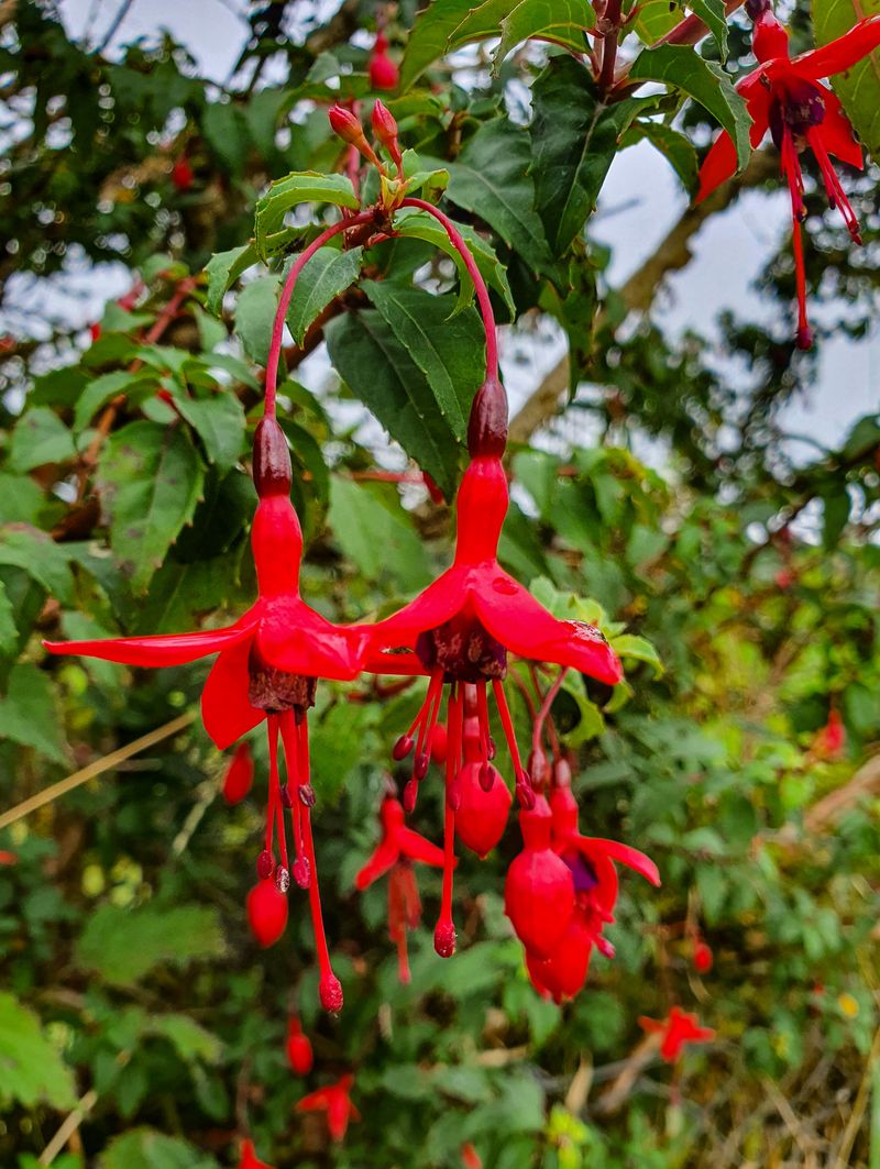 Bright red wild fuchsia flowers hanging in a Kerry hedgerow