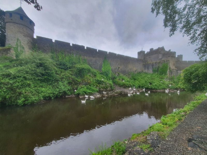 Cahir Castle's stone walls rising above the River Suir with ducks in the foreground