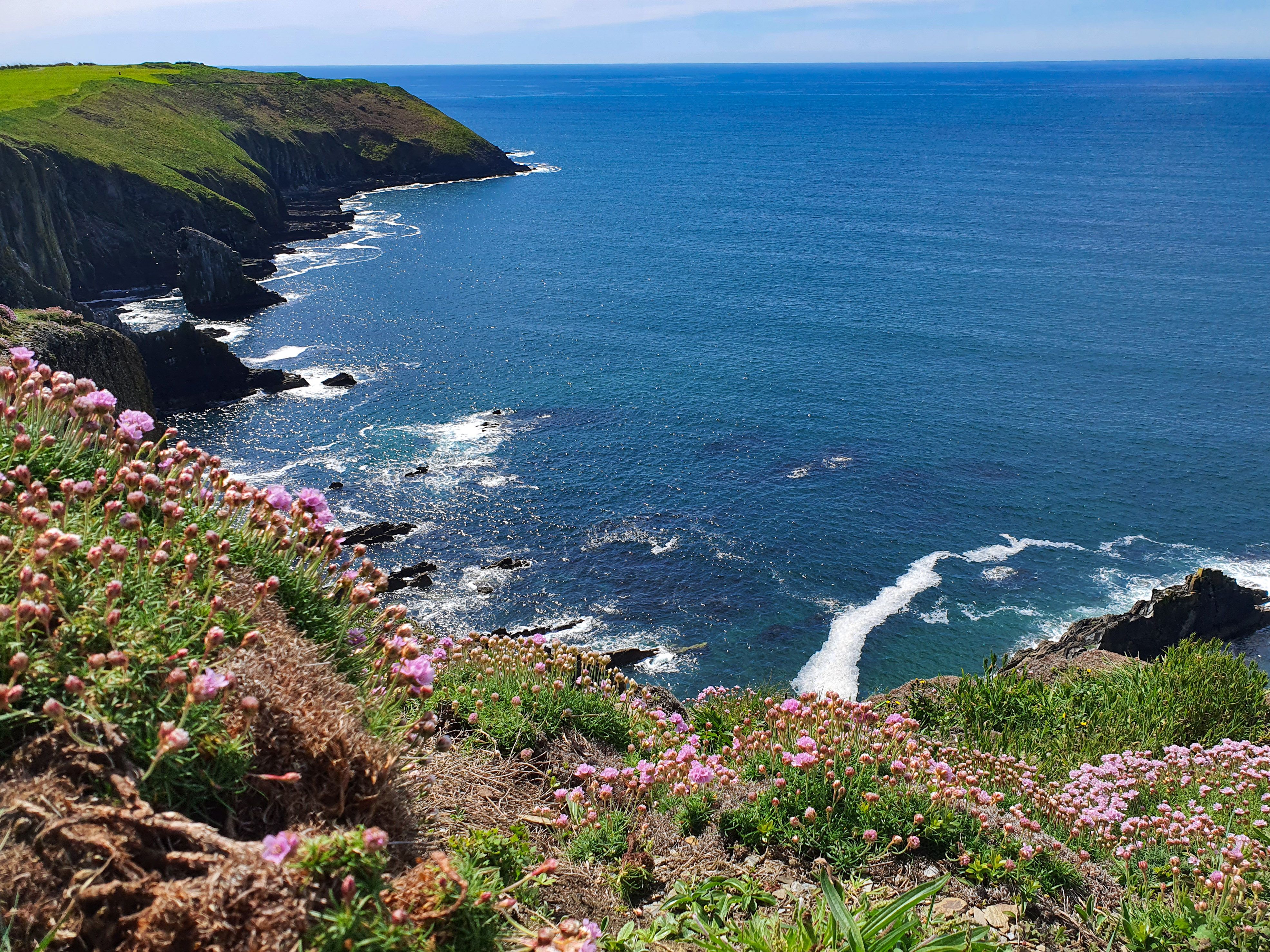 Sea pinks above the Atlantic on the West Cork coast