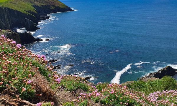 Sea pinks above the Atlantic on the West Cork coast