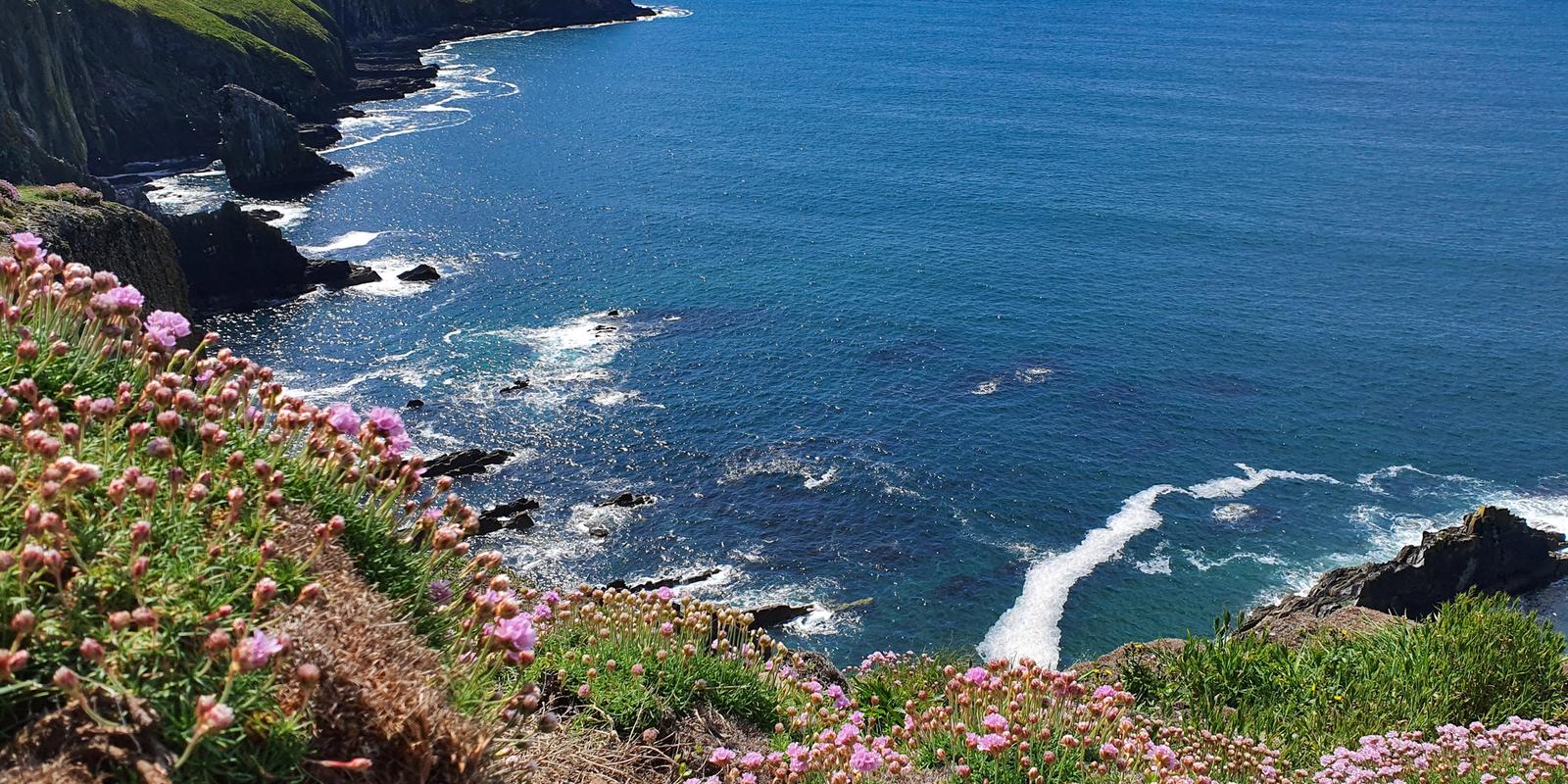 Sea pinks above the Atlantic on the West Cork coast