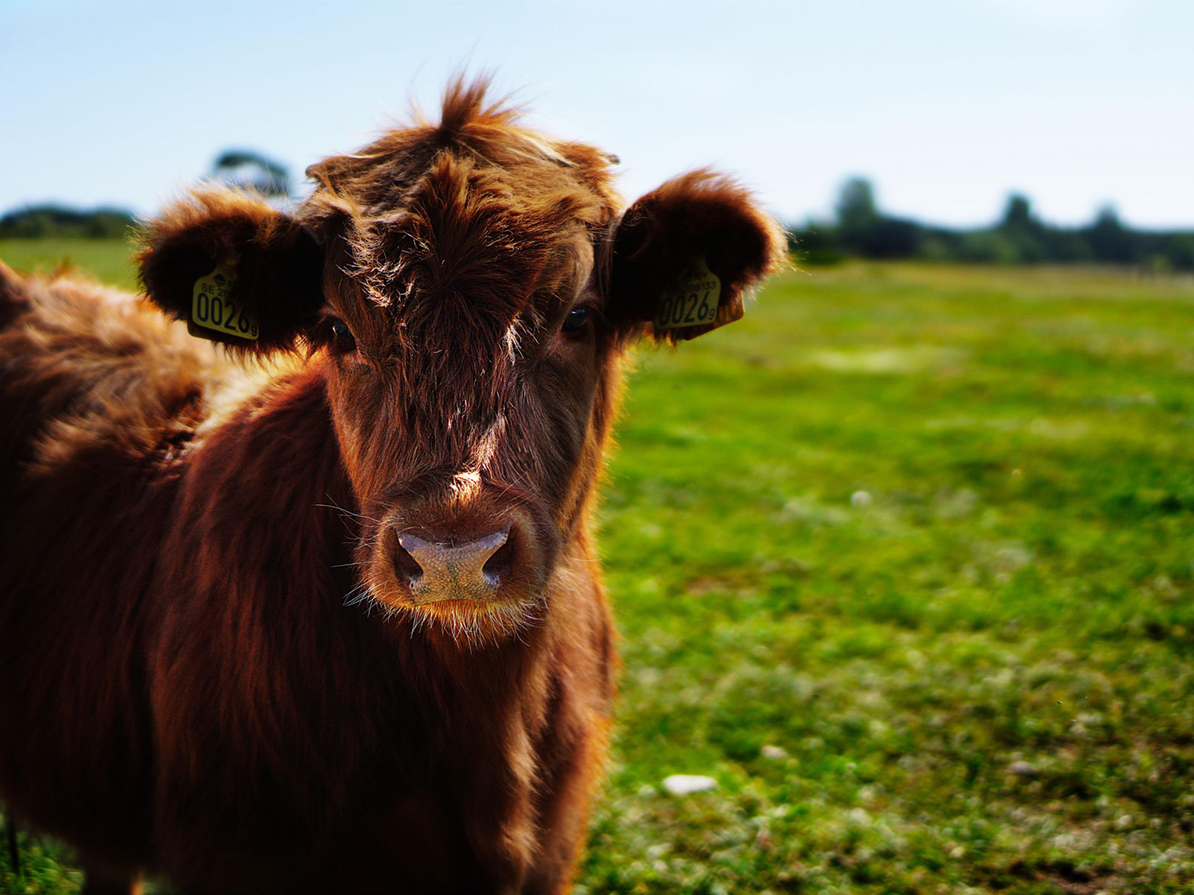 A brown cow in a green paddock looking into the camera. It's a sunny day.
