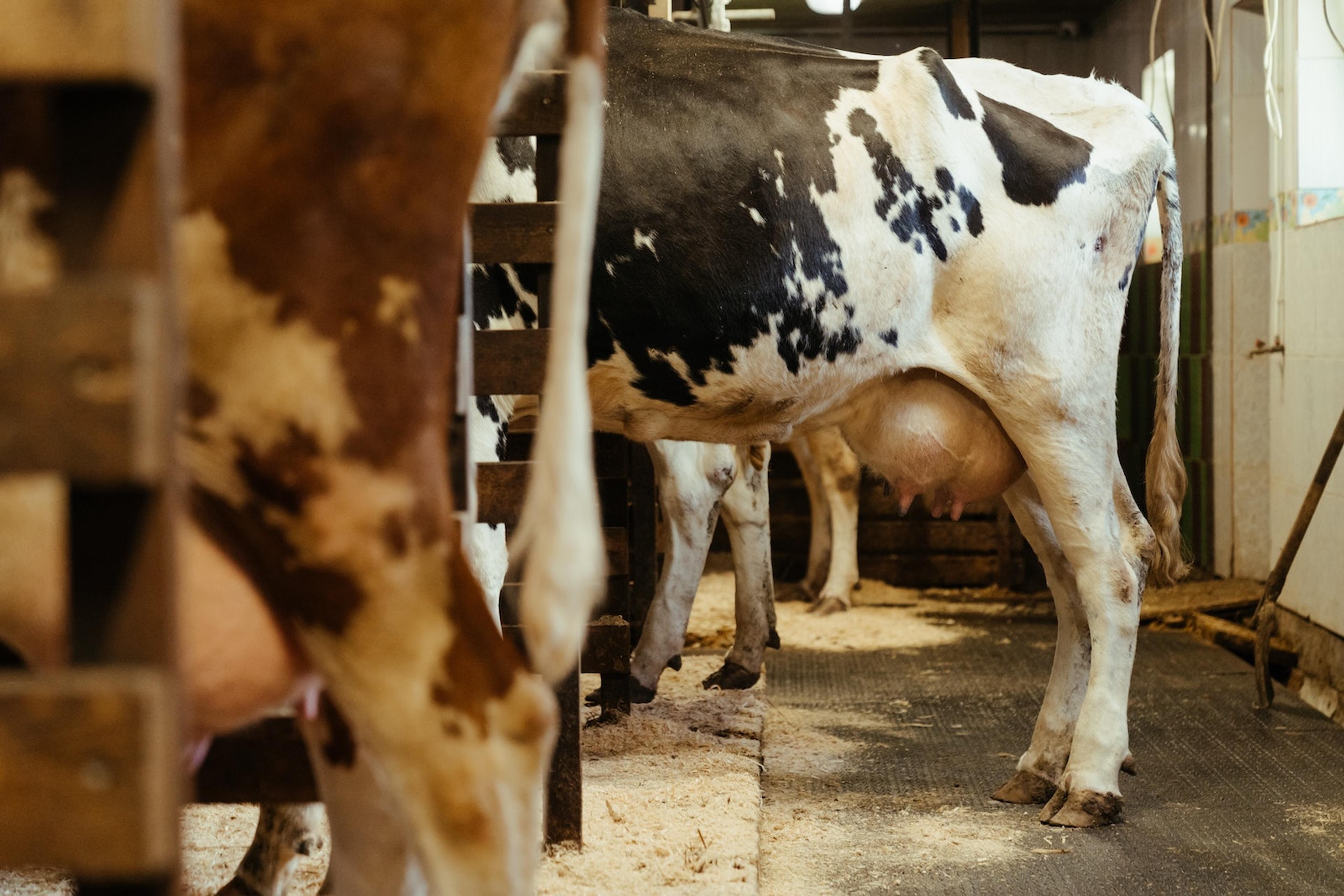 Cow bottoms lined up in crates potentially ready to be milked. The udders look full.