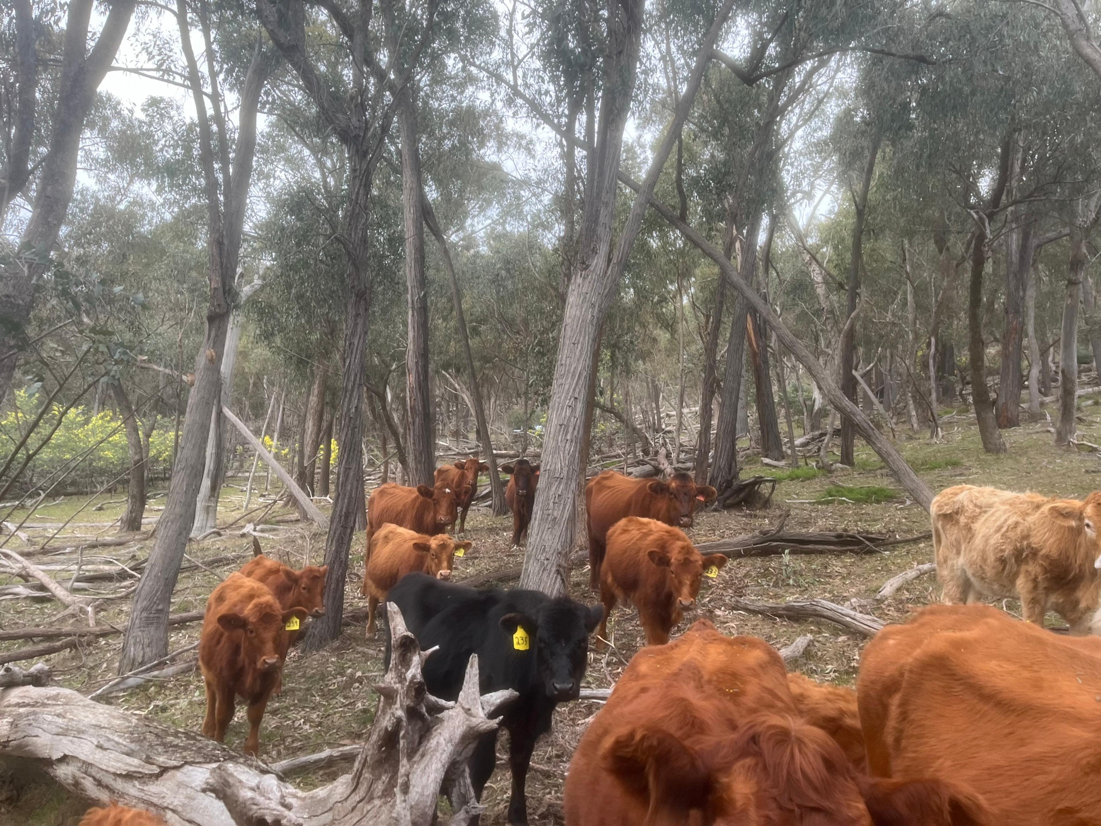 Brown and black cows walking through bushland with lots of trees. 