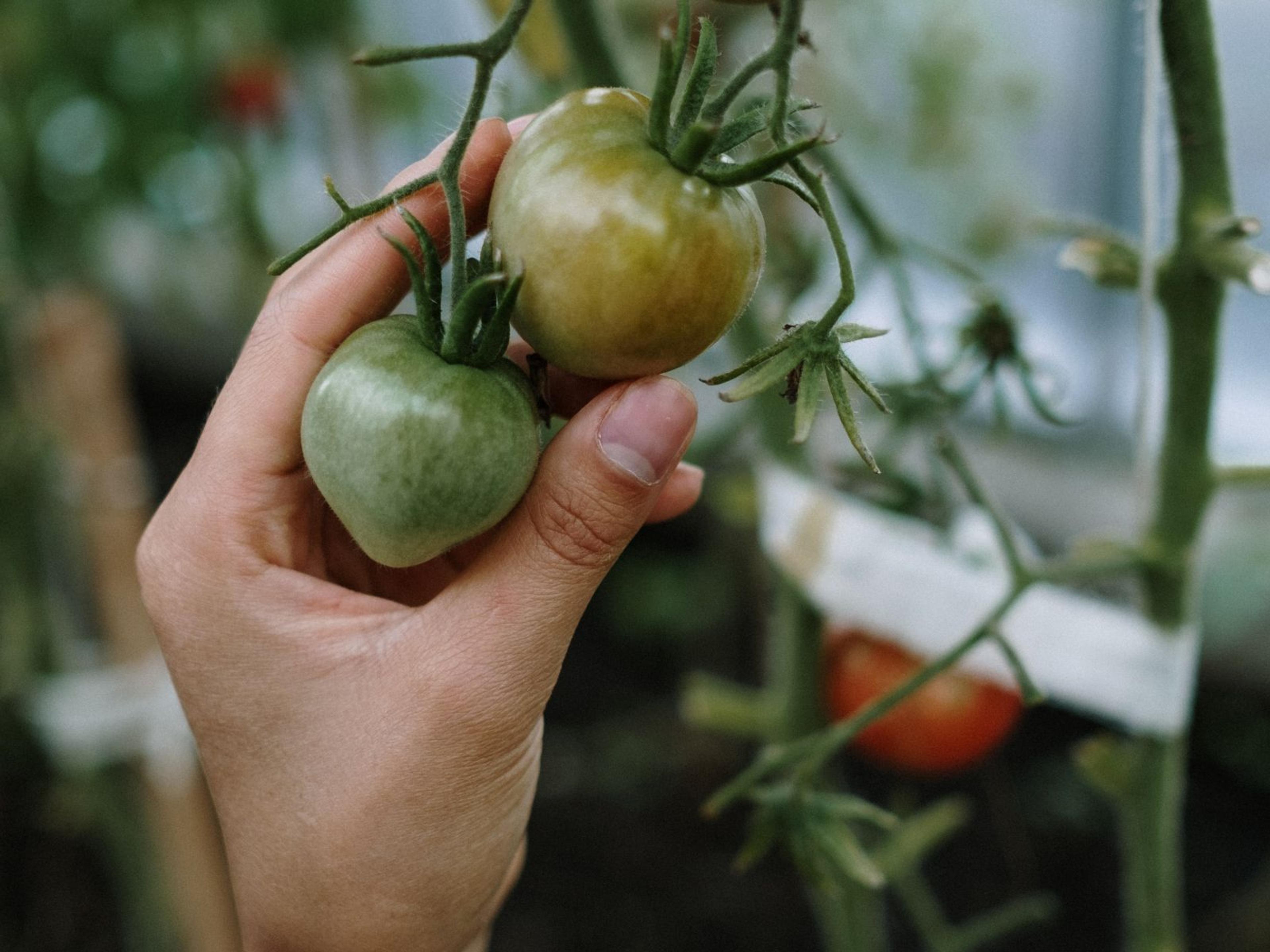Someone picking some not quite ripe tomatoes.