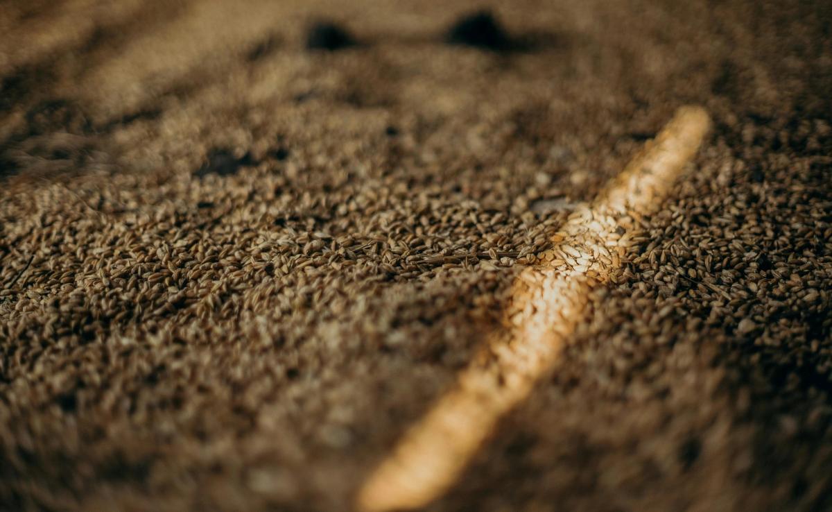 Mountain Rye Perennial Project | Sustainable Table