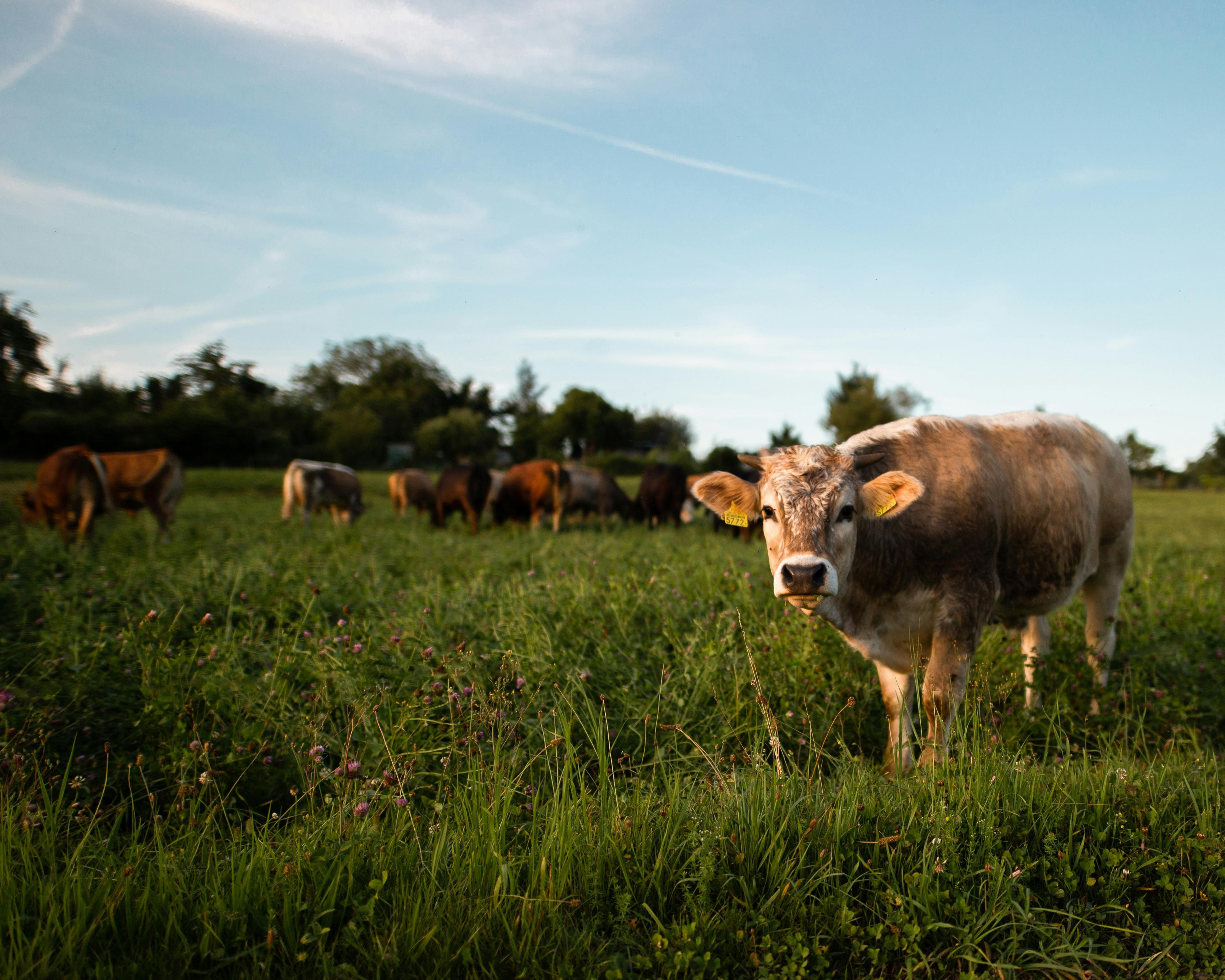 Some cows roaming the paddock, eating grass.