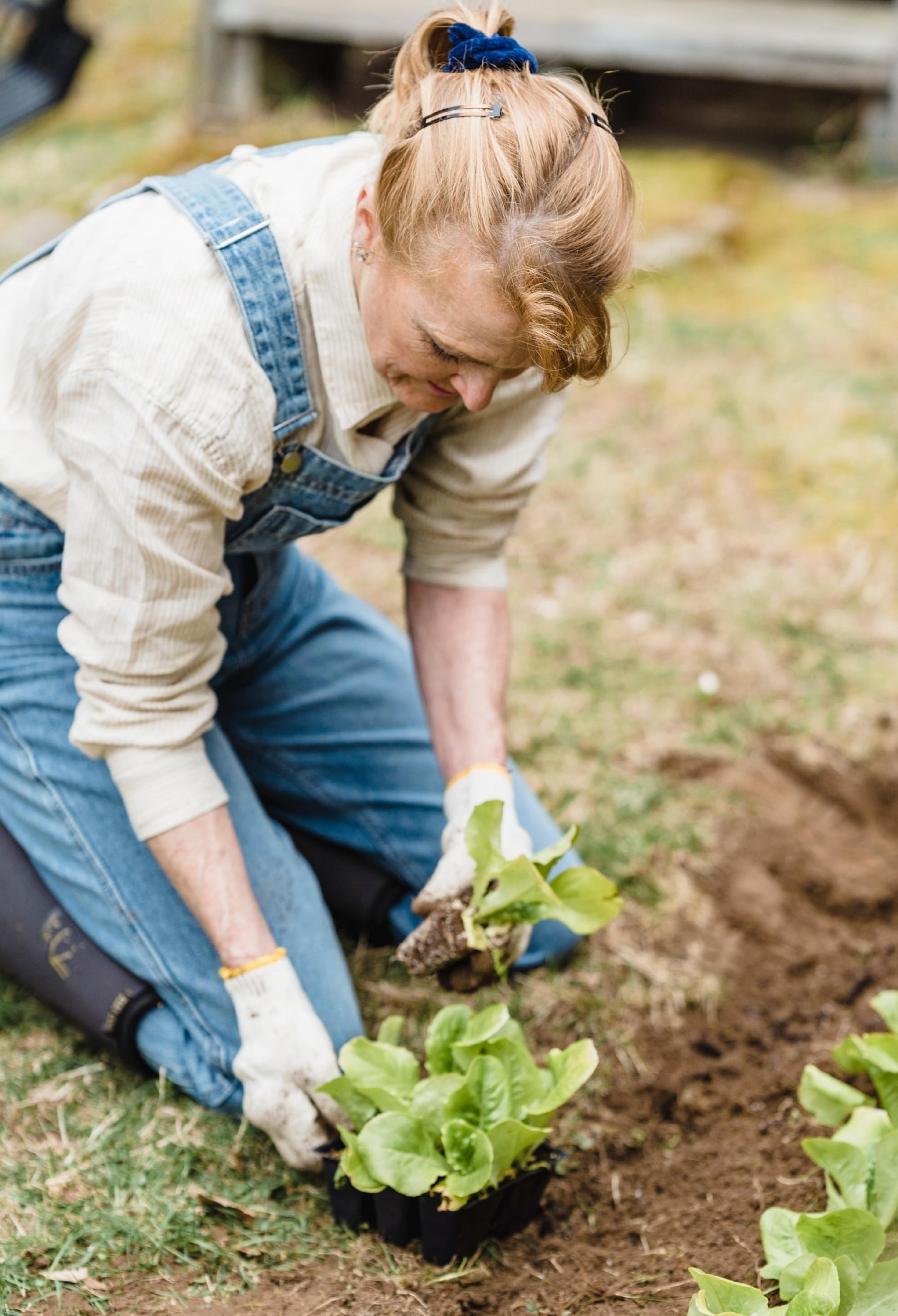 A person in overalls planting a lettuce.