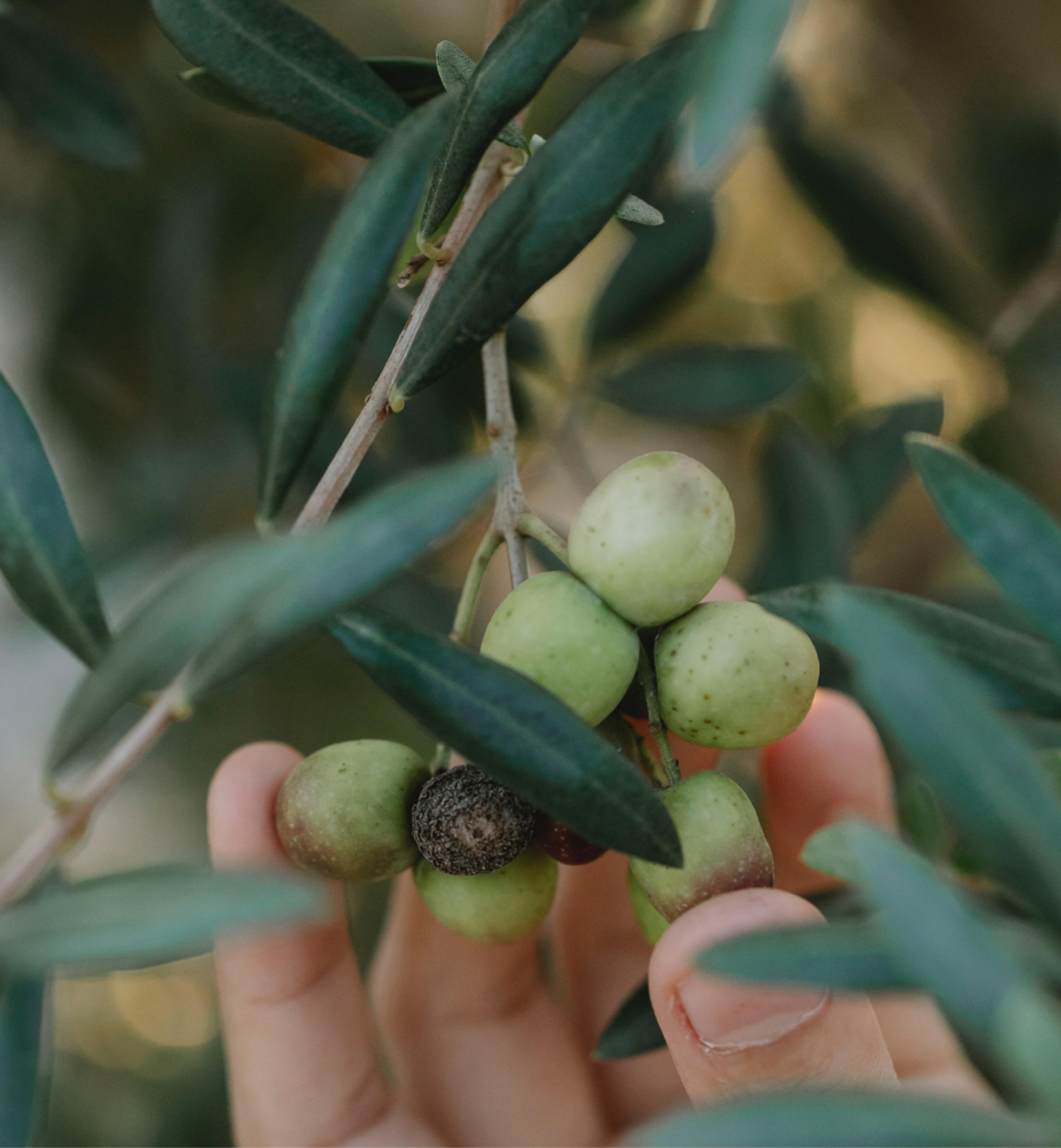 A hand picking some olives from a tree.