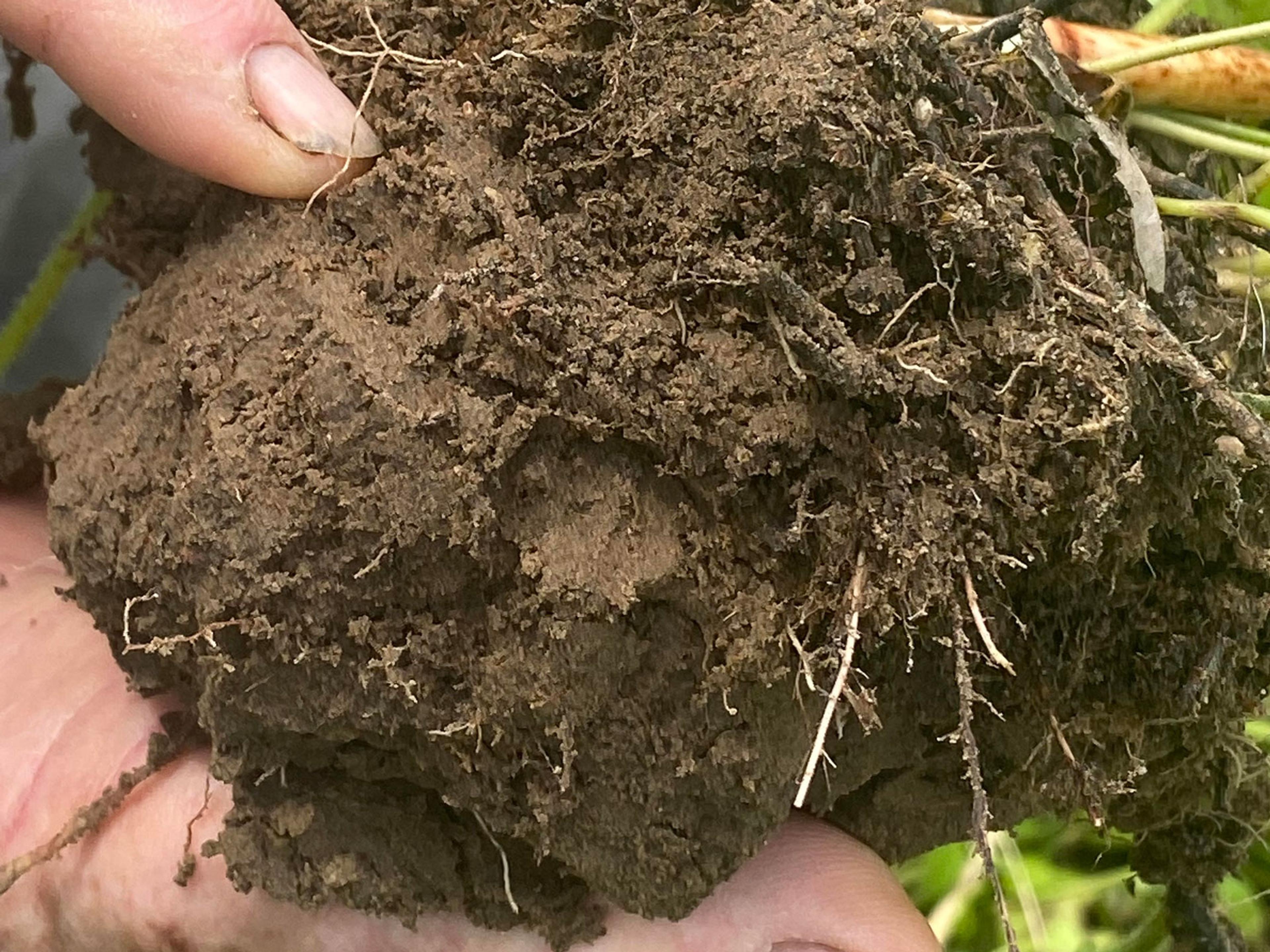 A hand holding a clump of soil