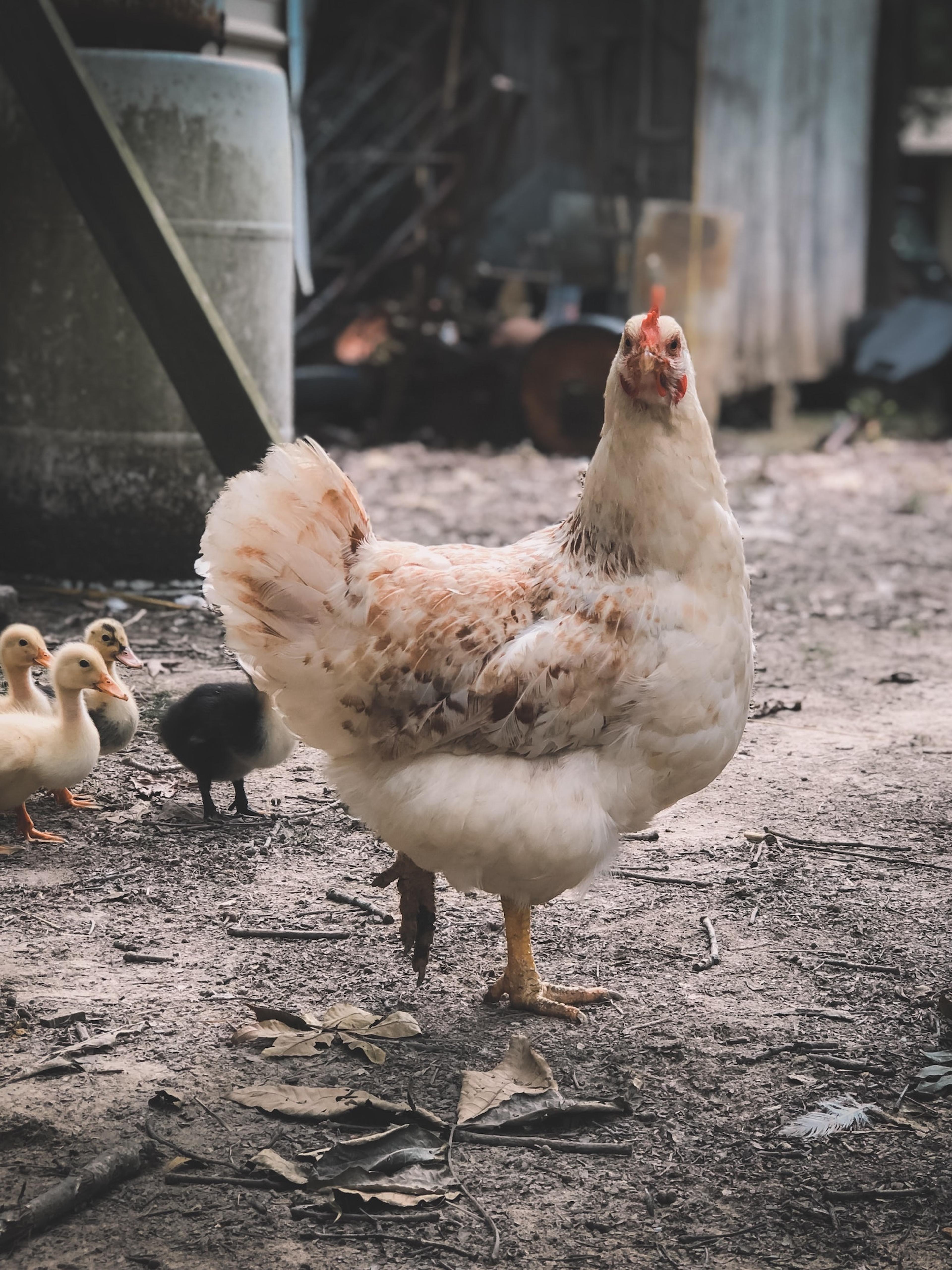 A white chicken in a yard with chicks in the background.