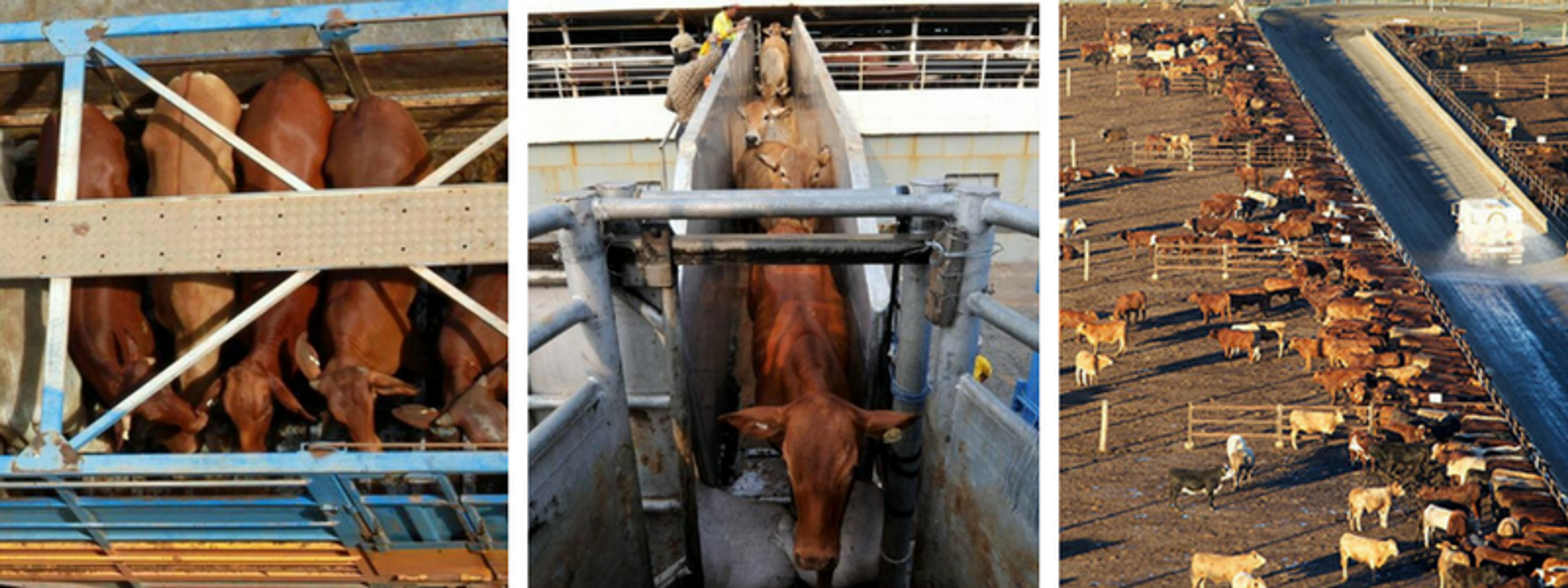 Image on the left is of brown cows packed tightly in a truck. The middle photo is of a brown cow being loaded on to a ship. The right photo is a group of cows in a feeding lot with a dirt floor and metal structures.