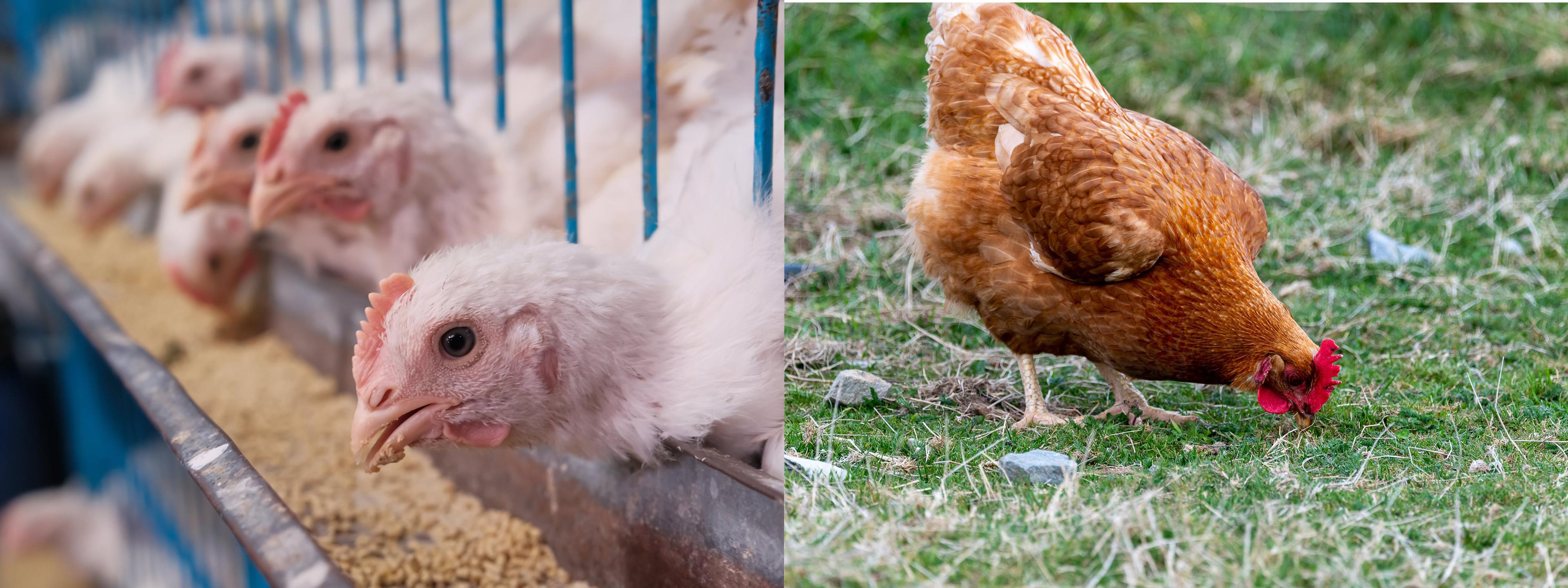 The photo on the left shows a chicken free to roam outdoors.
