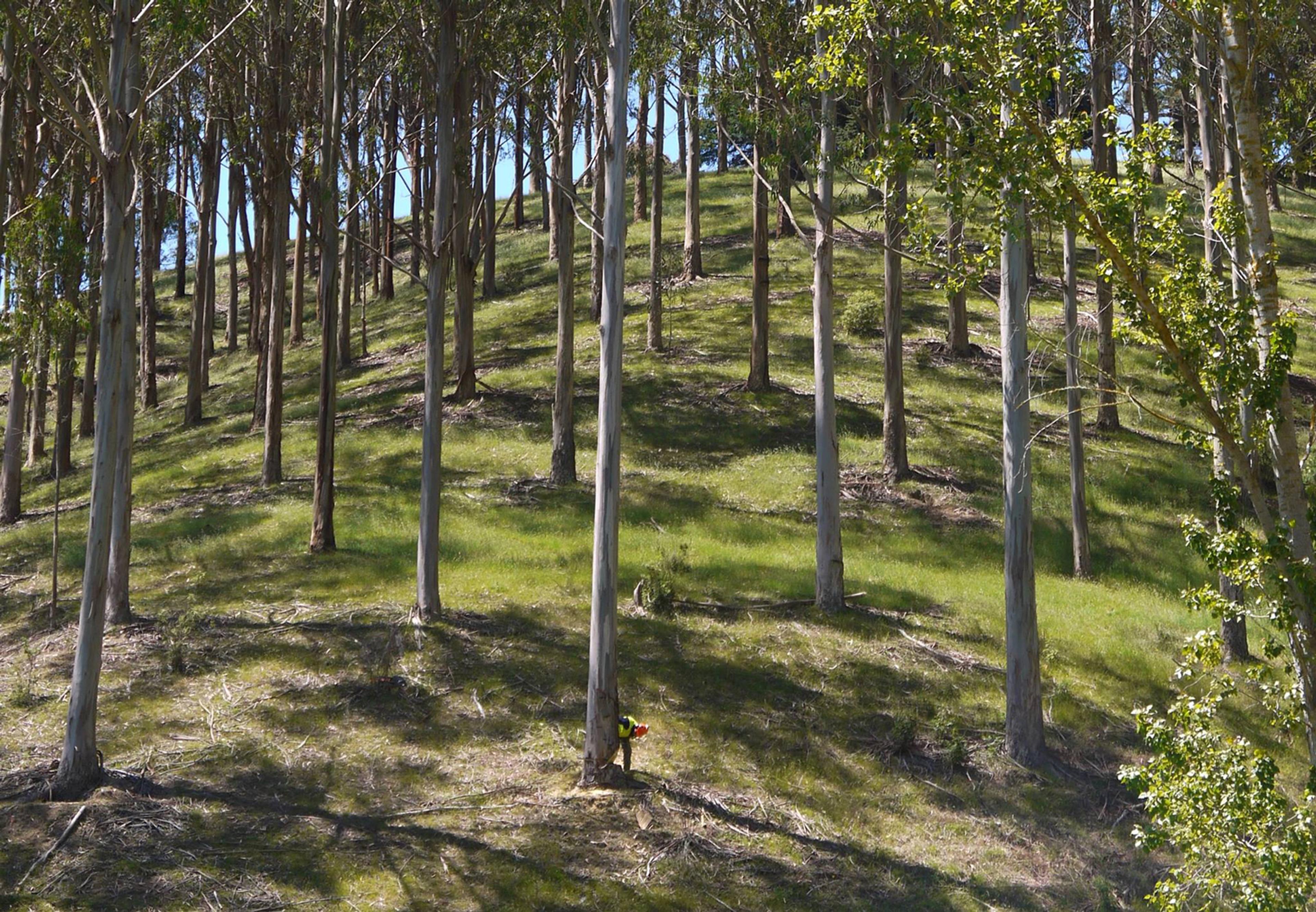 A tree plantation on the side of a hill.