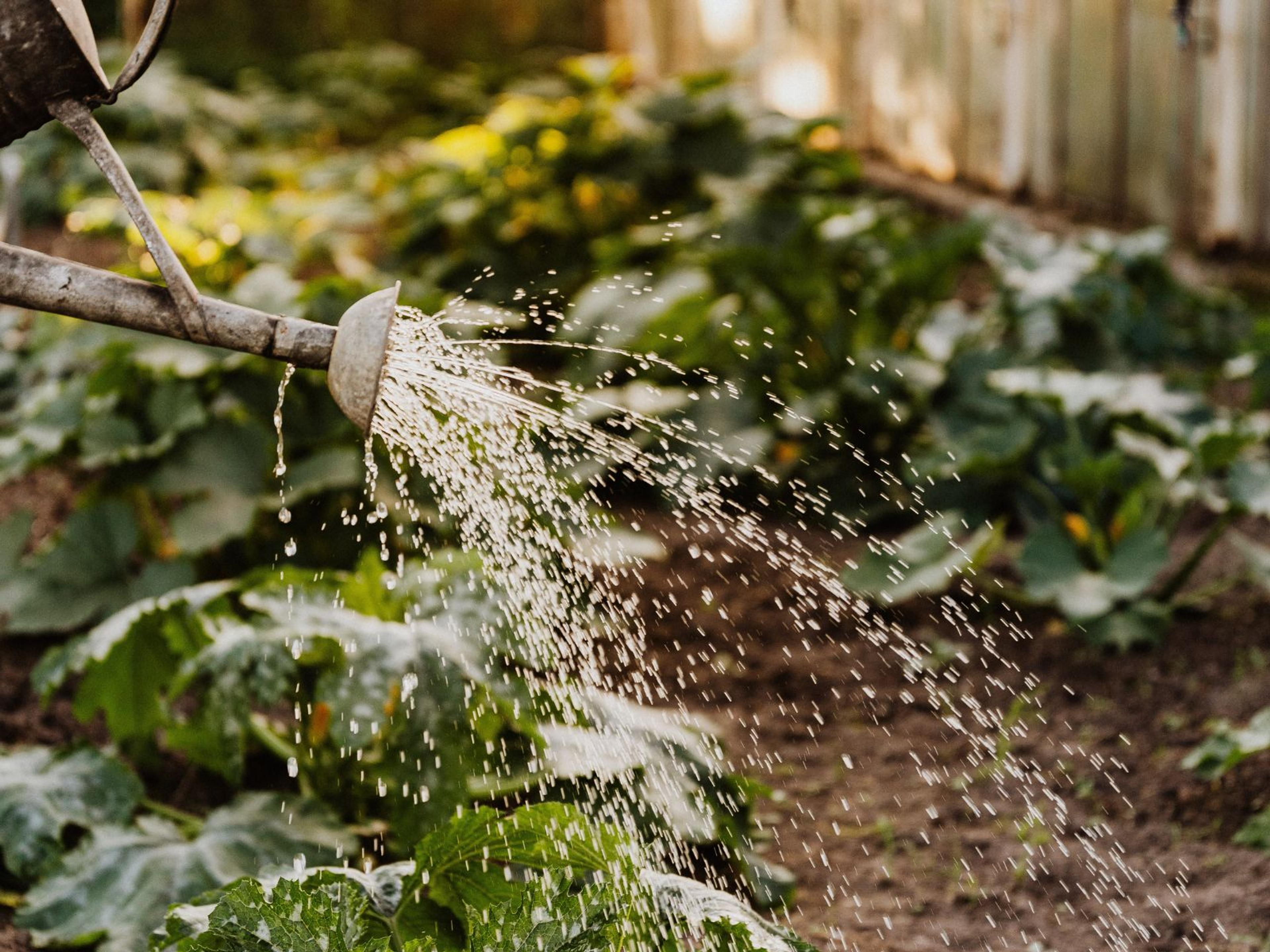 A metal watering can watering some rows of plants.