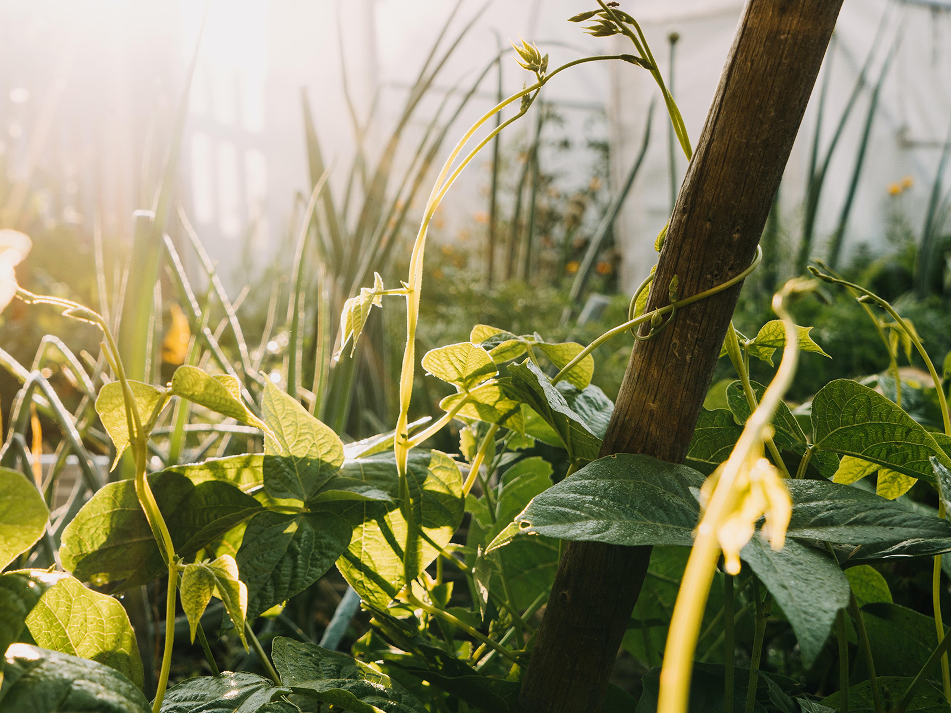 A greenhouse bursting with green foliage.