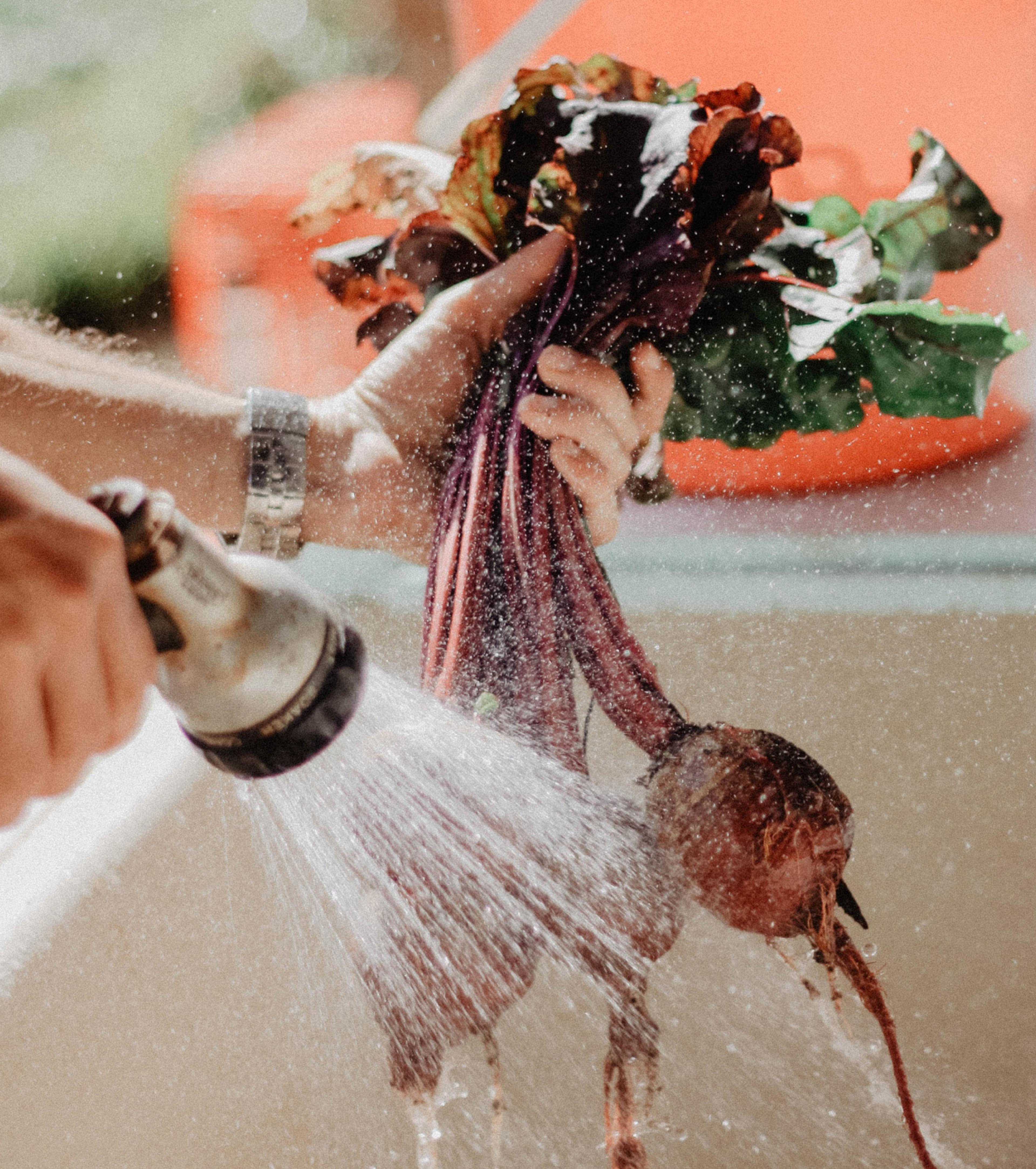 A close up of someone washing a bunch of beetroot.