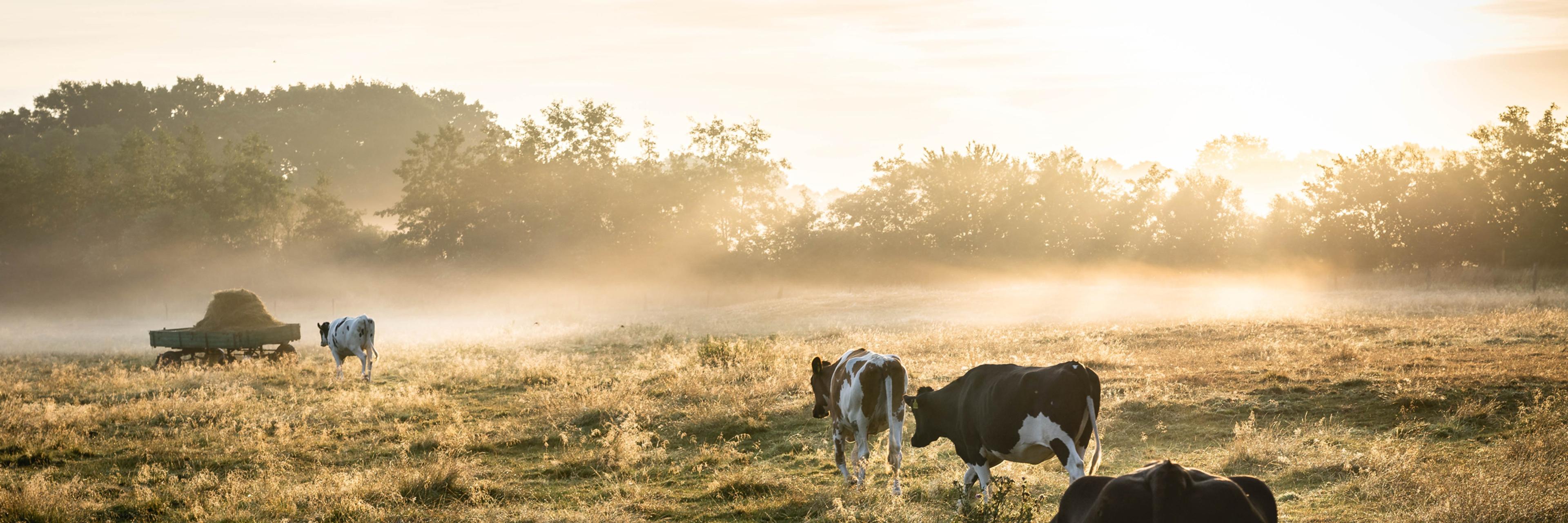 A paddock at sunrise with black and white cows walking towards a bale of hay.