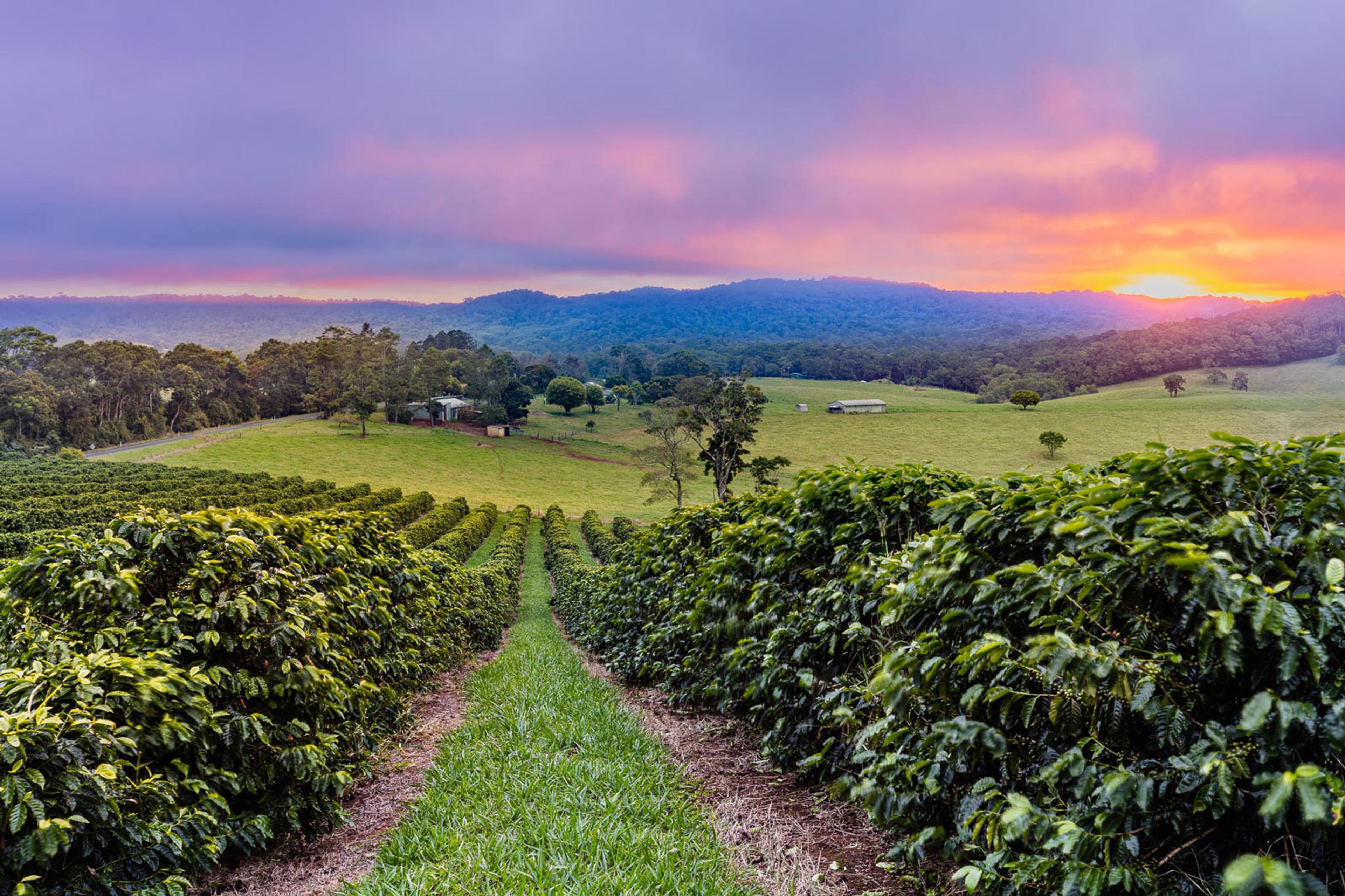 A sunset view of Crater Mountain Farm 