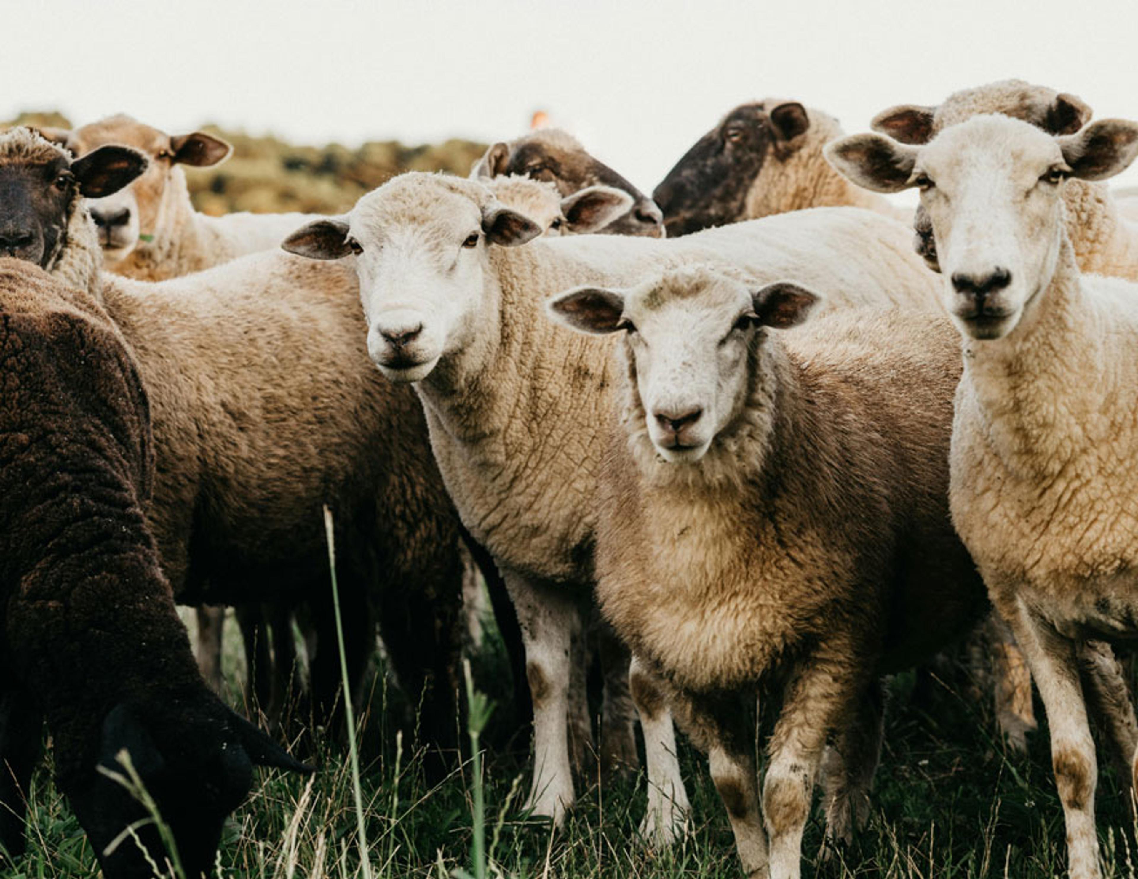 A herd of sheep all crowded together in a paddock and most of them are looking at the camera.