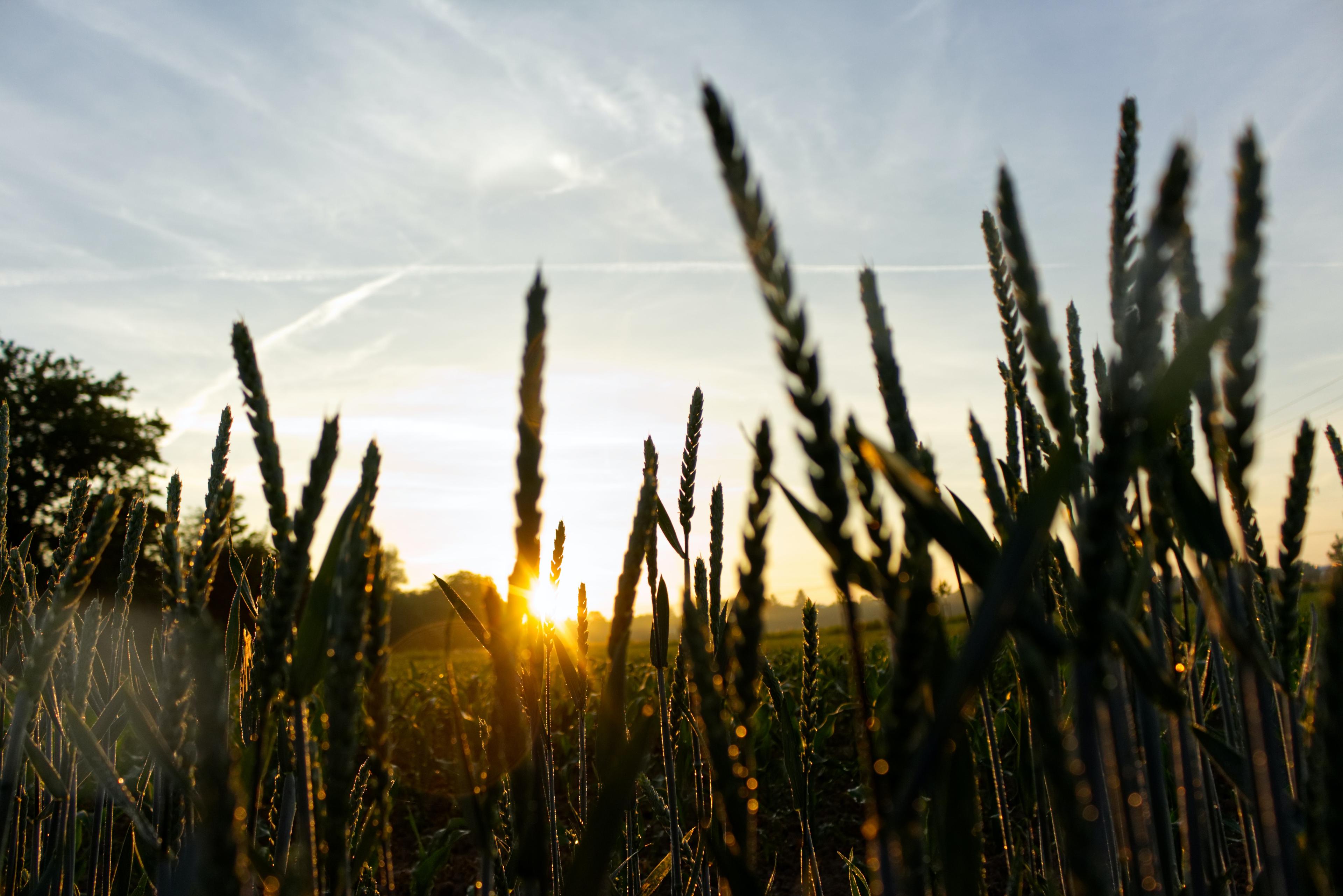 A photo of a field of grain as the sun rises.