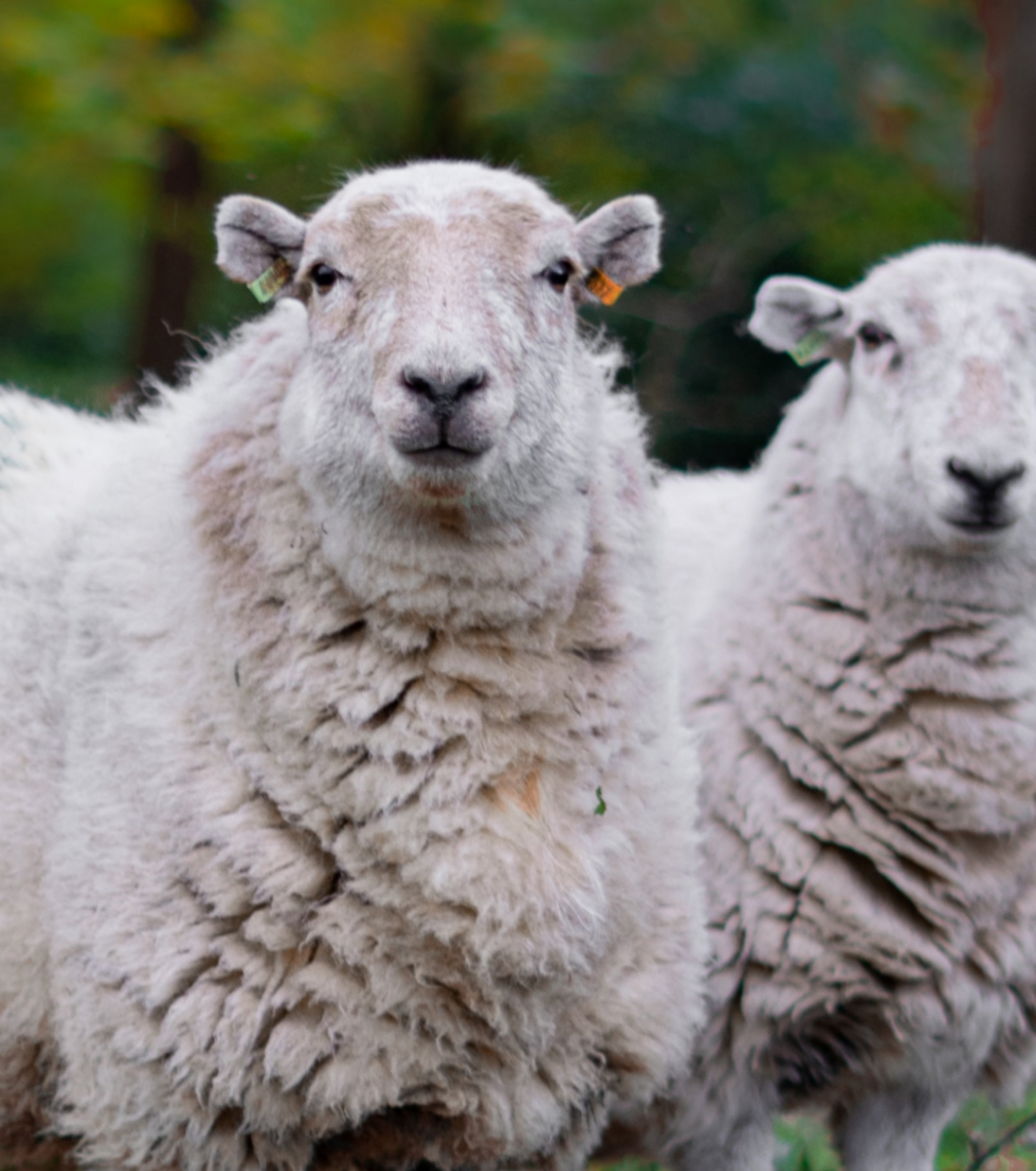 A sheep looking defiantly into the camera.