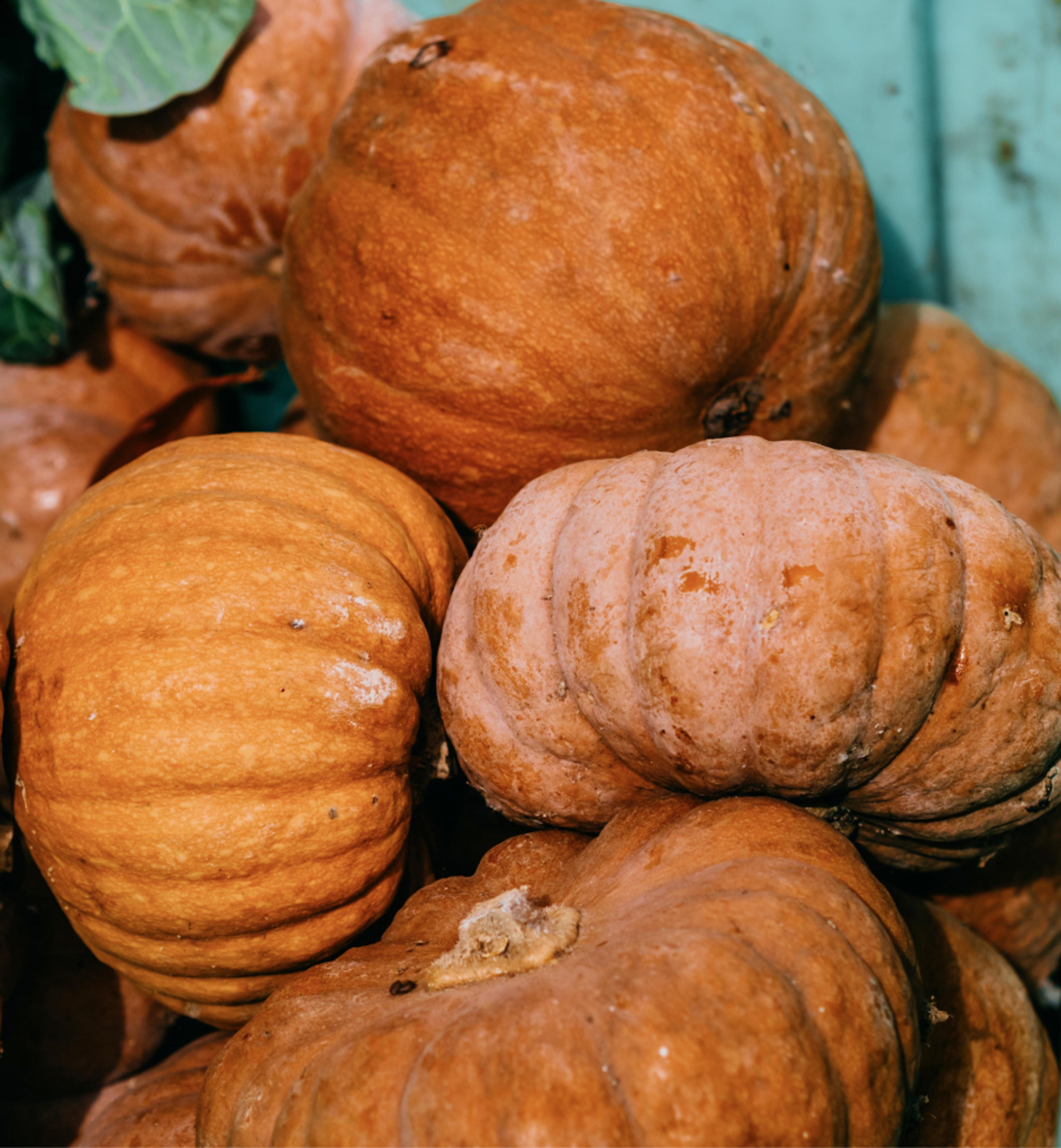 A pile of pumpkins.