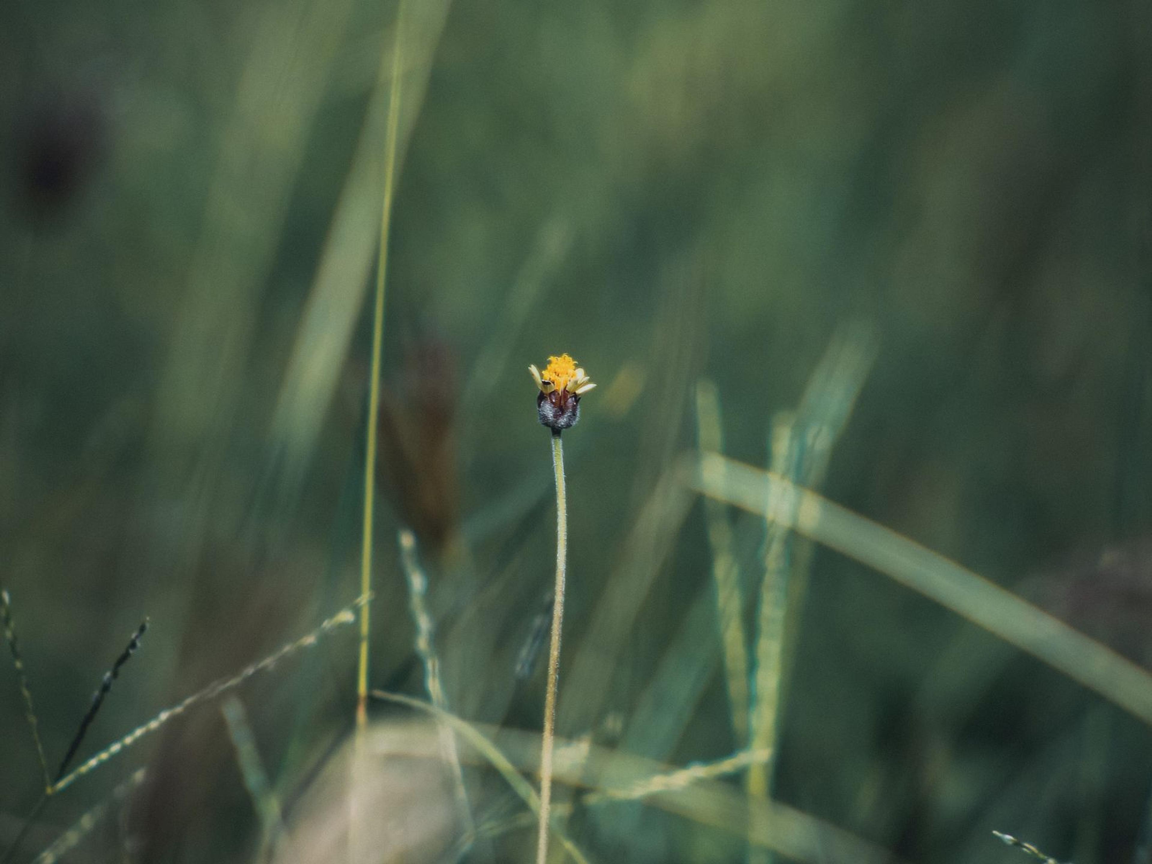 A small yellow flower about to bloom.