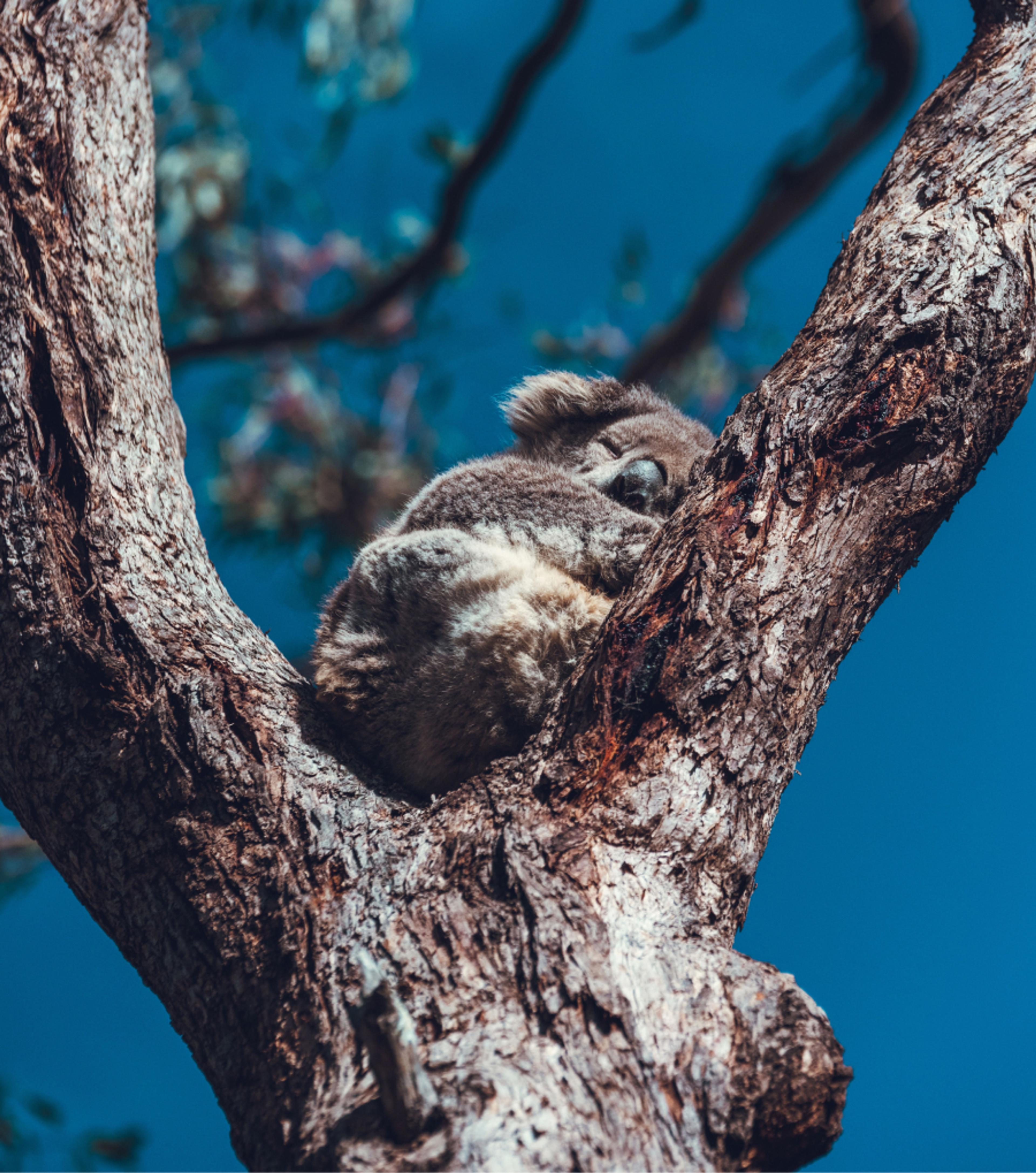 A koala nestled in a tree with a backdrop of blue skies.