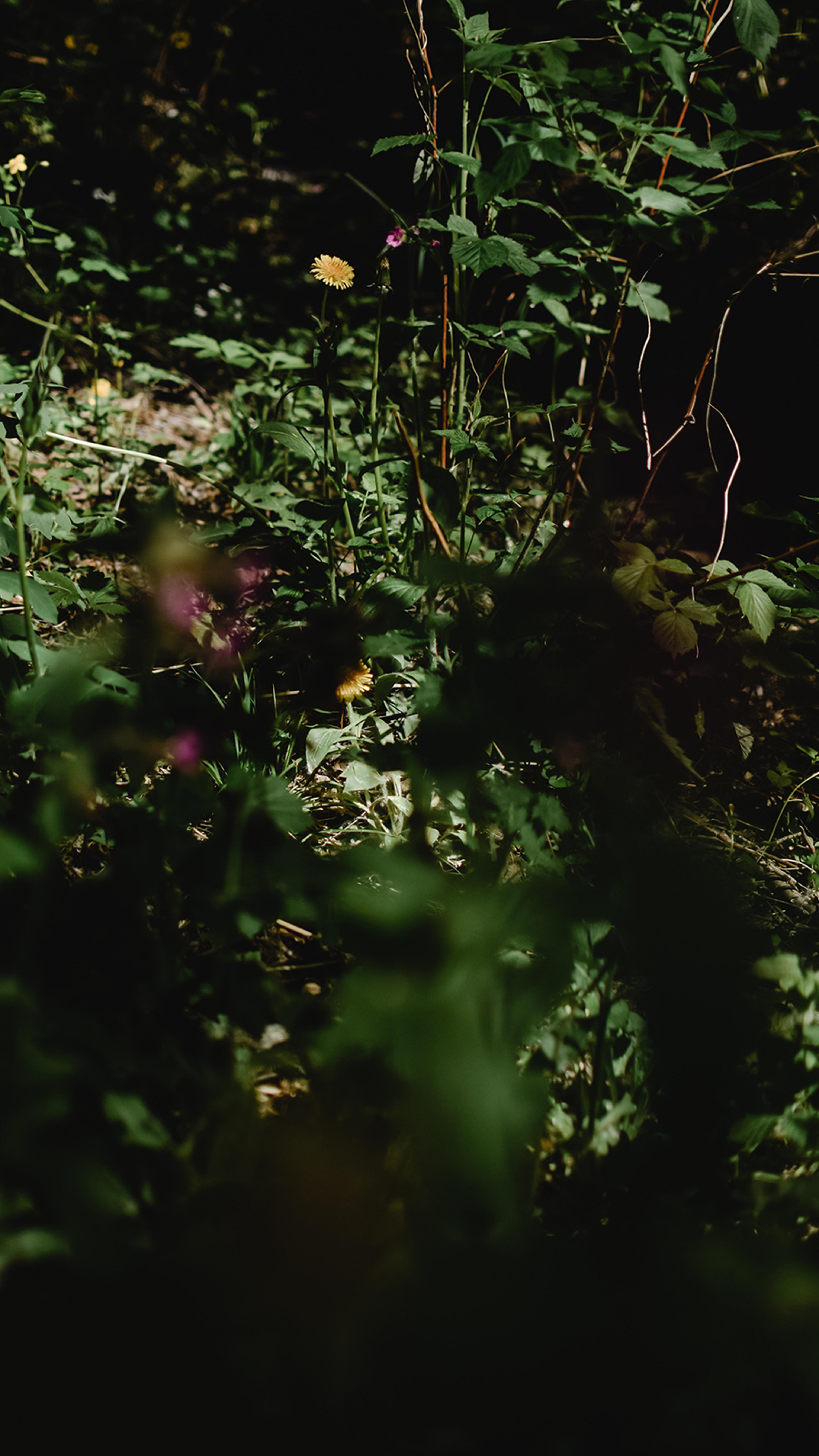A patch of wild plants in dappled light.