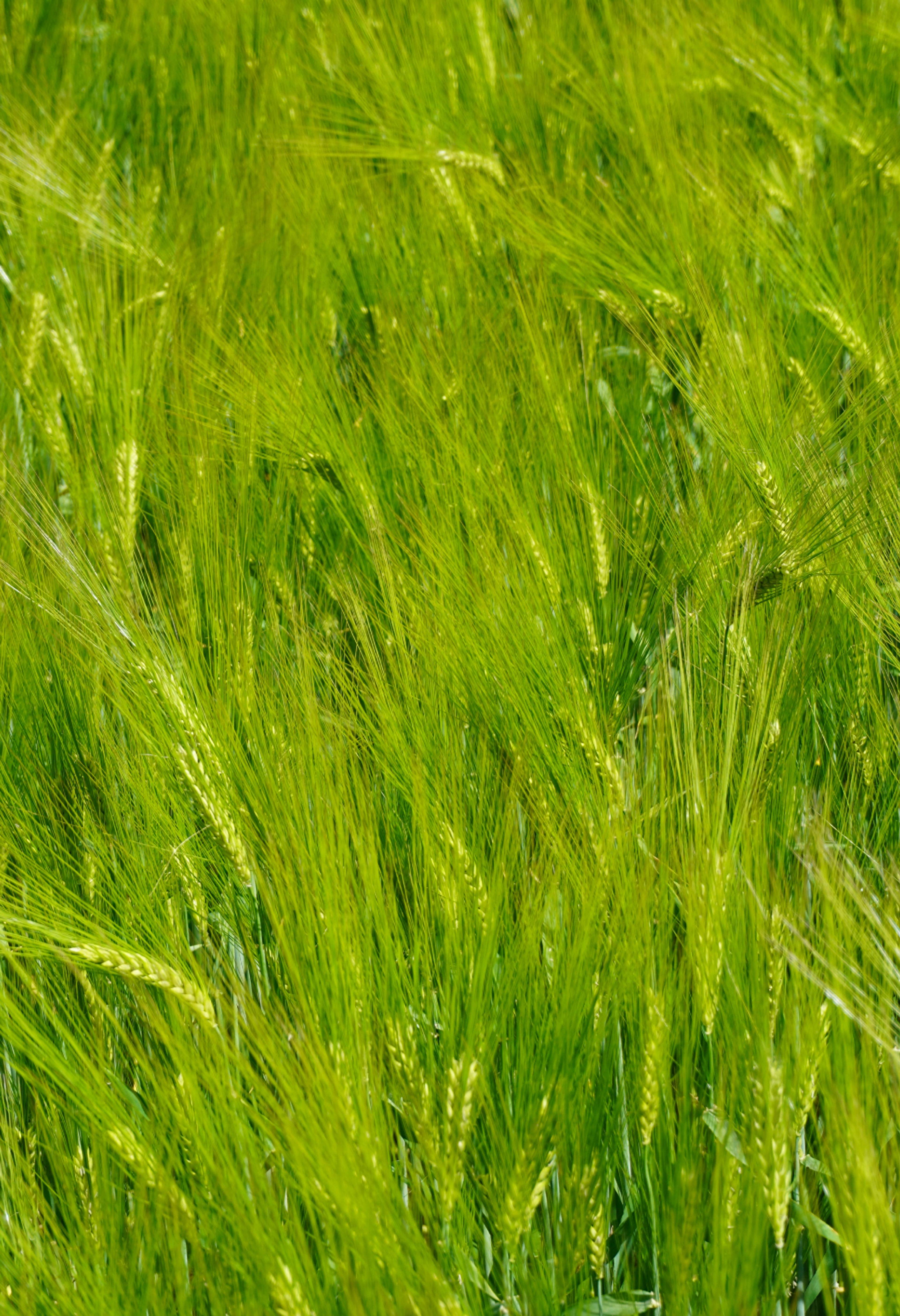 Green grains growing.
