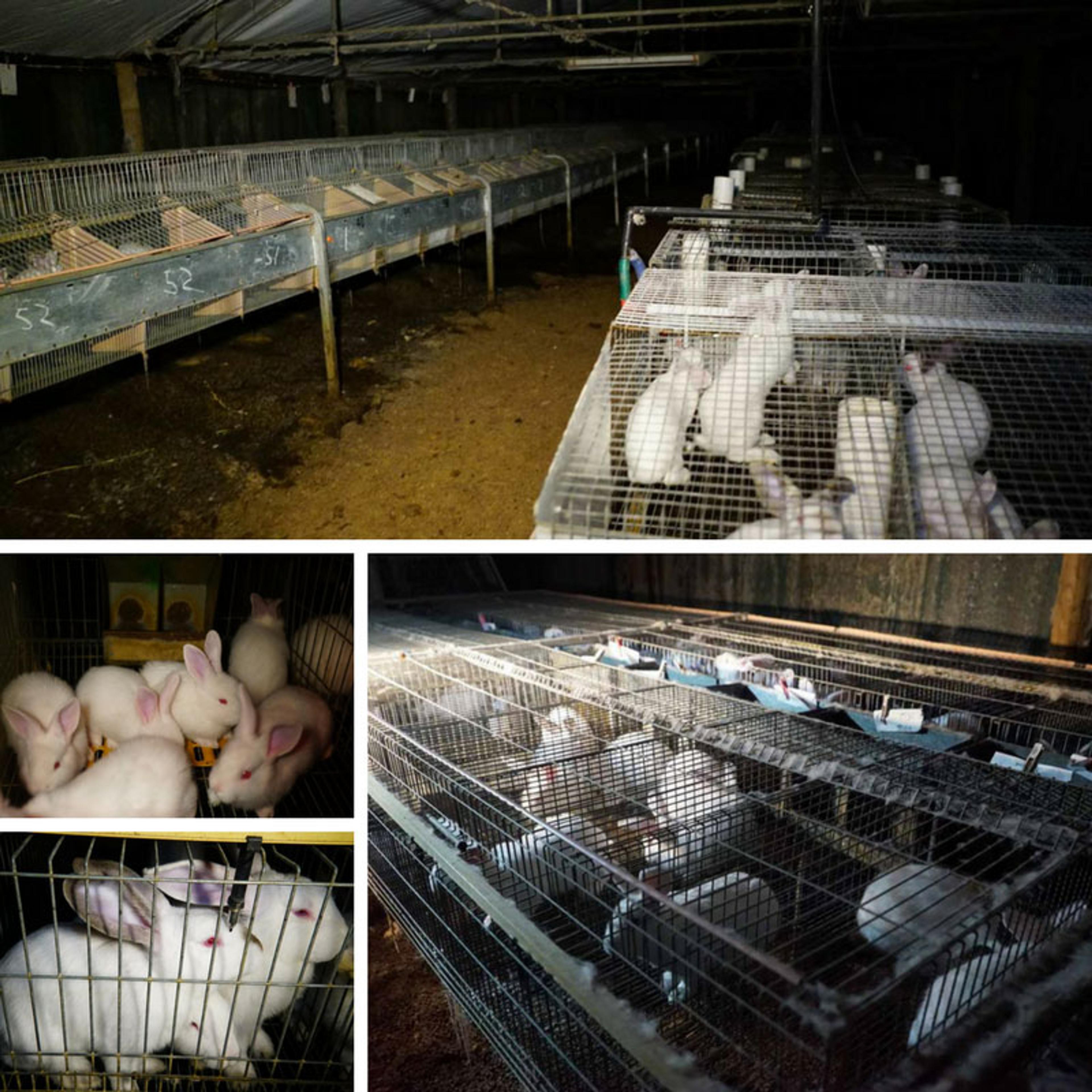 Rabbits living in small cages.