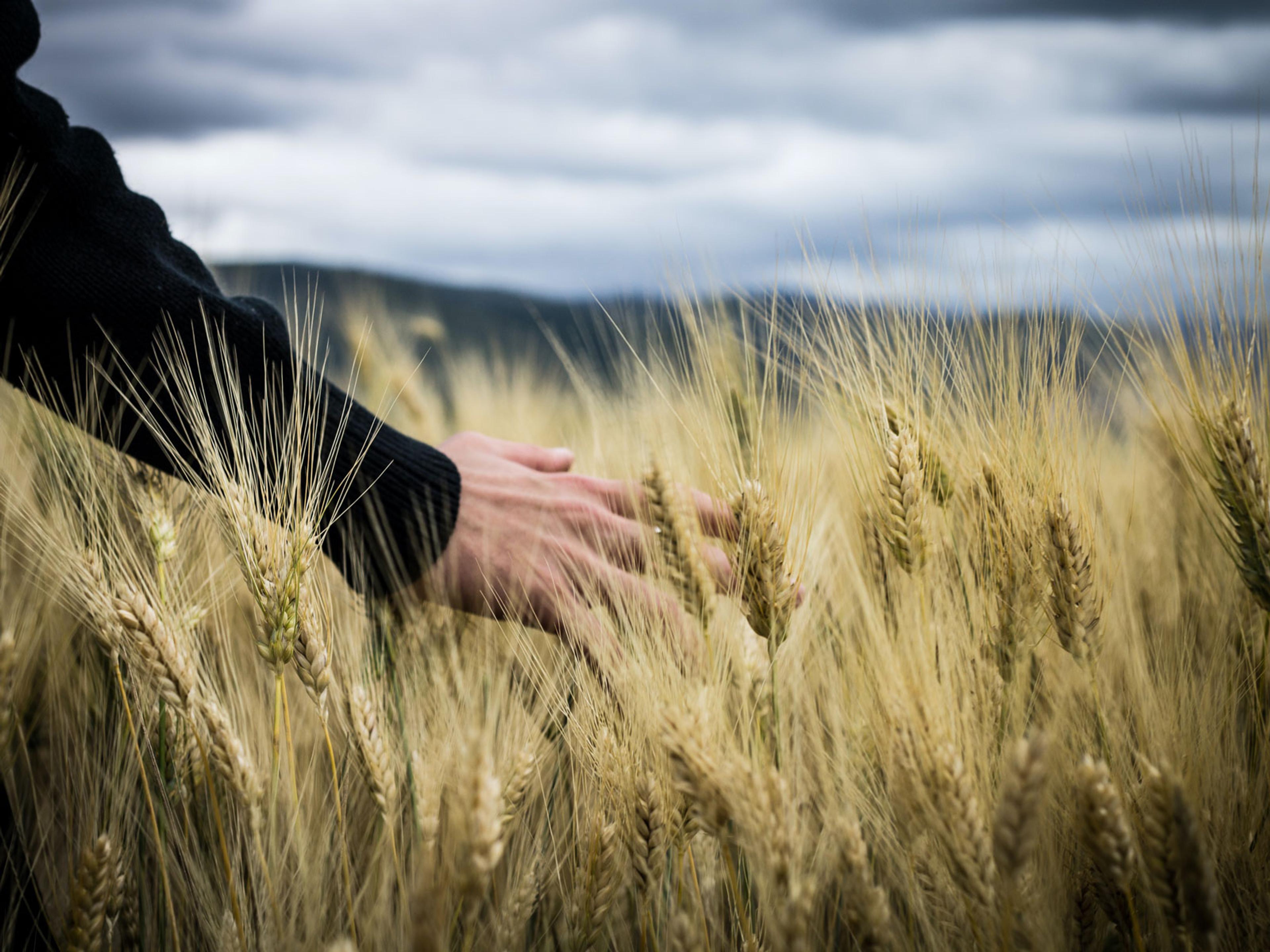 A hand reaching out and touching growing grain.
