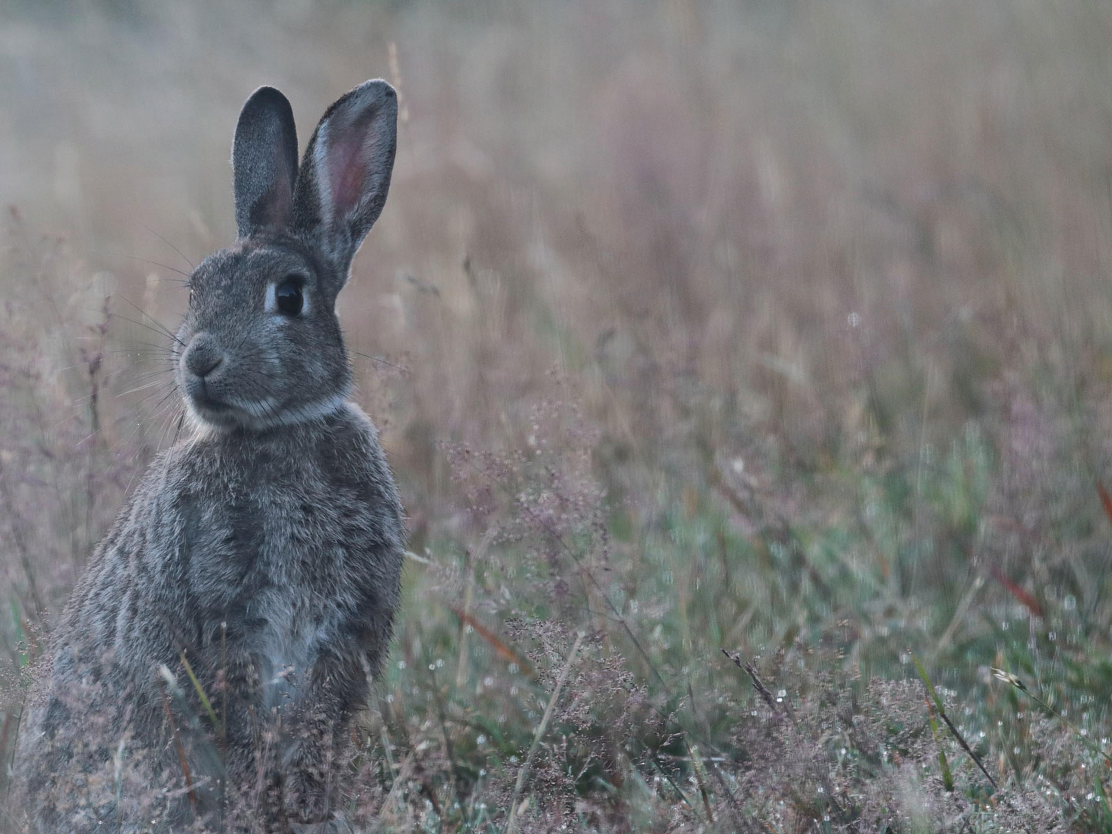 A rabbit looking alert in a field of grass.