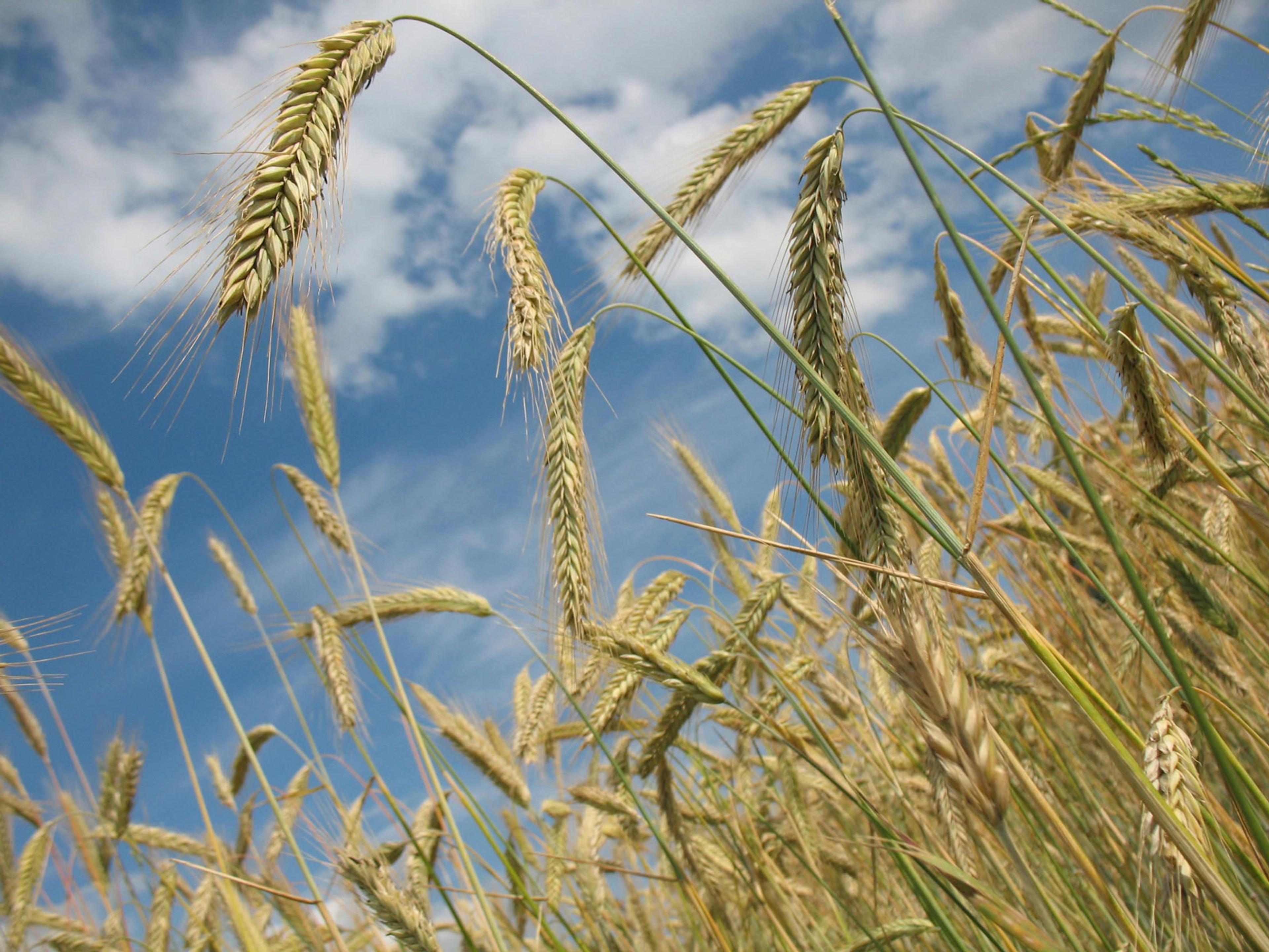 Grain growing under a blue sky with white clouds.