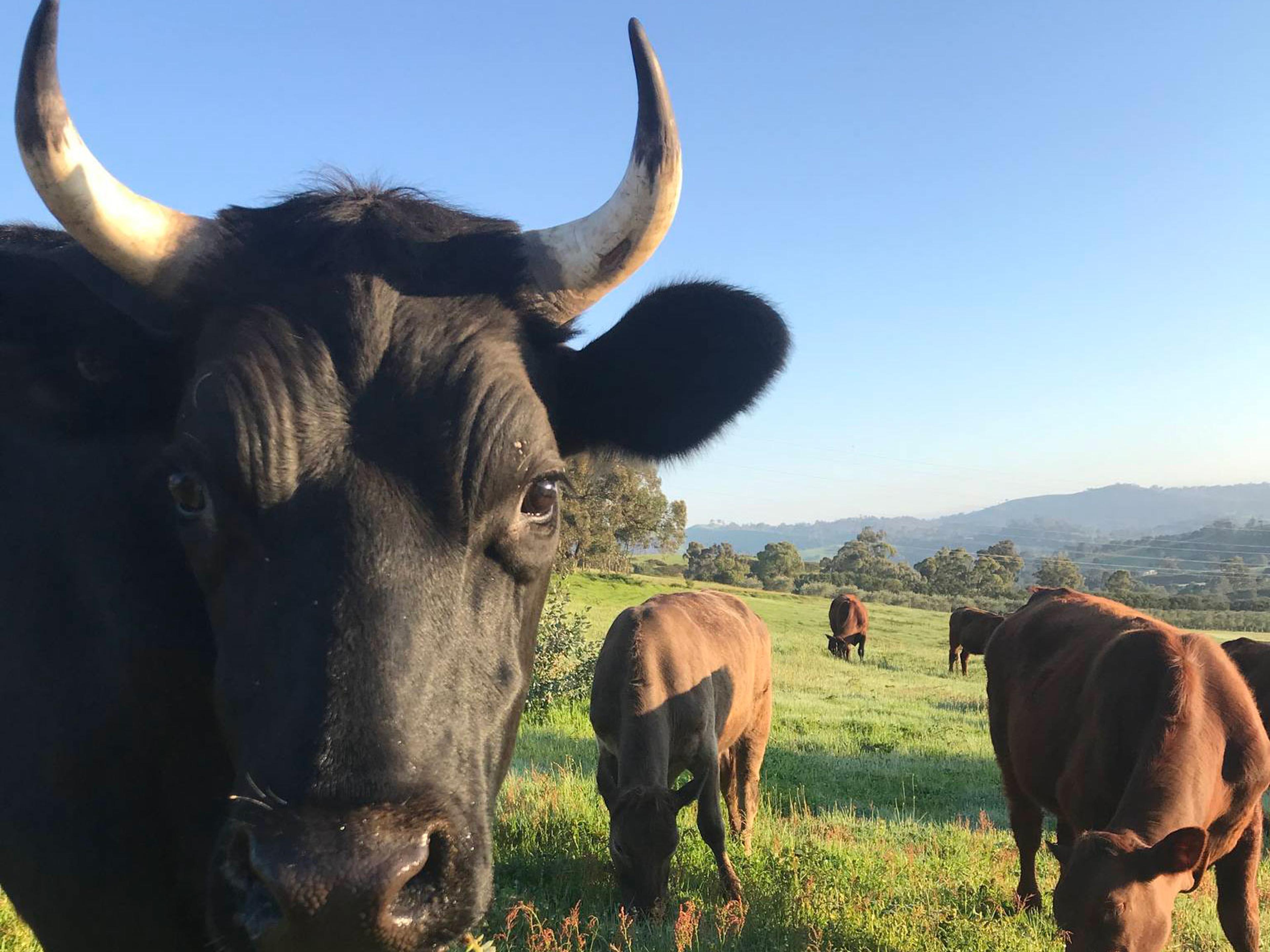 A black cow with big horns staring into the camera. Brown cows are grazing on the green pasture in the background.