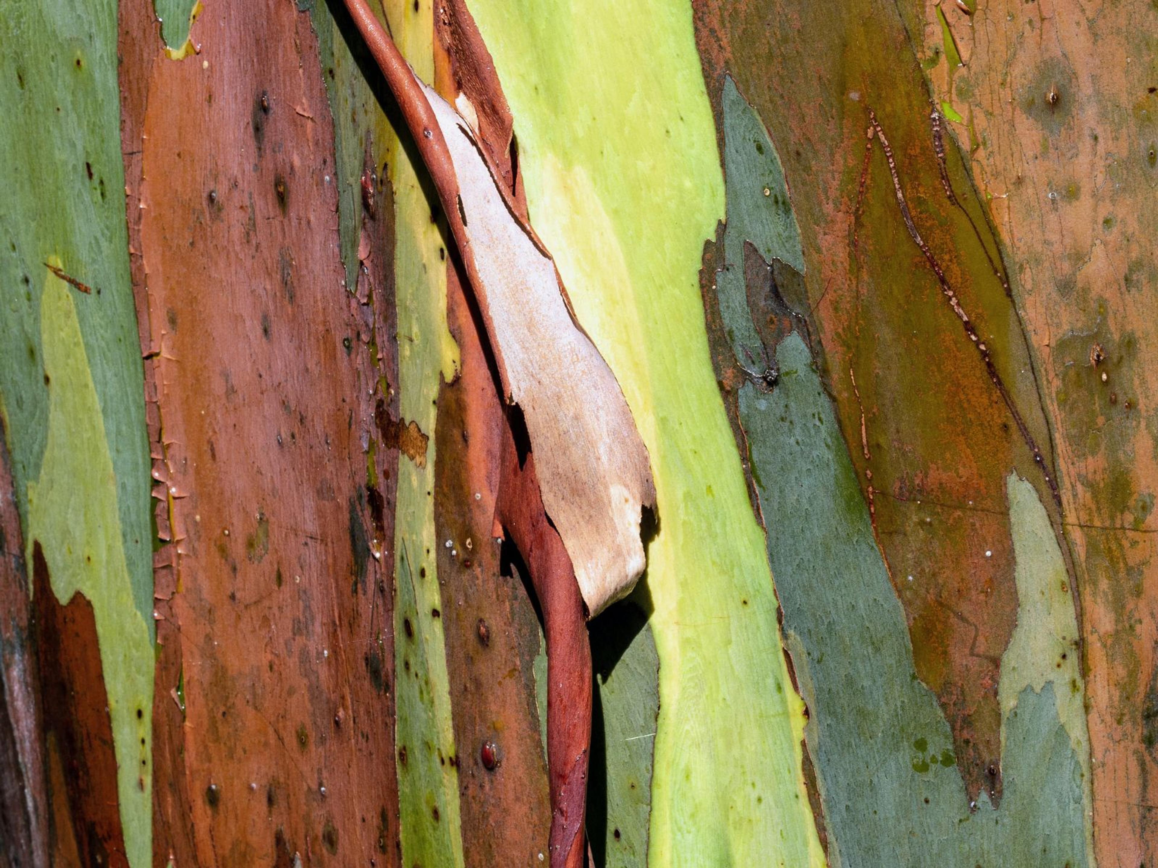 The bark of a gum tree.