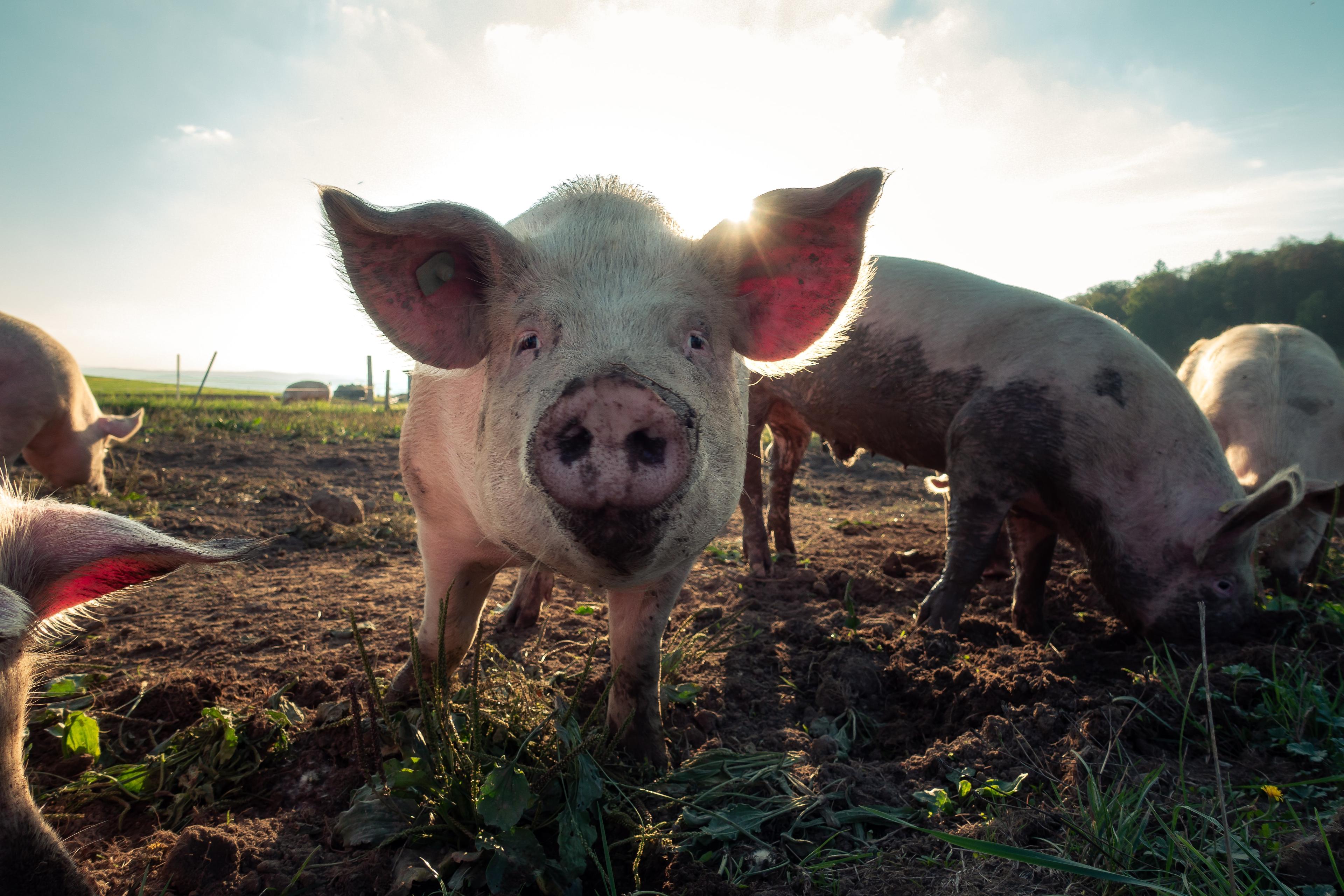 Pink pigs in mud with the sun shining behind them.