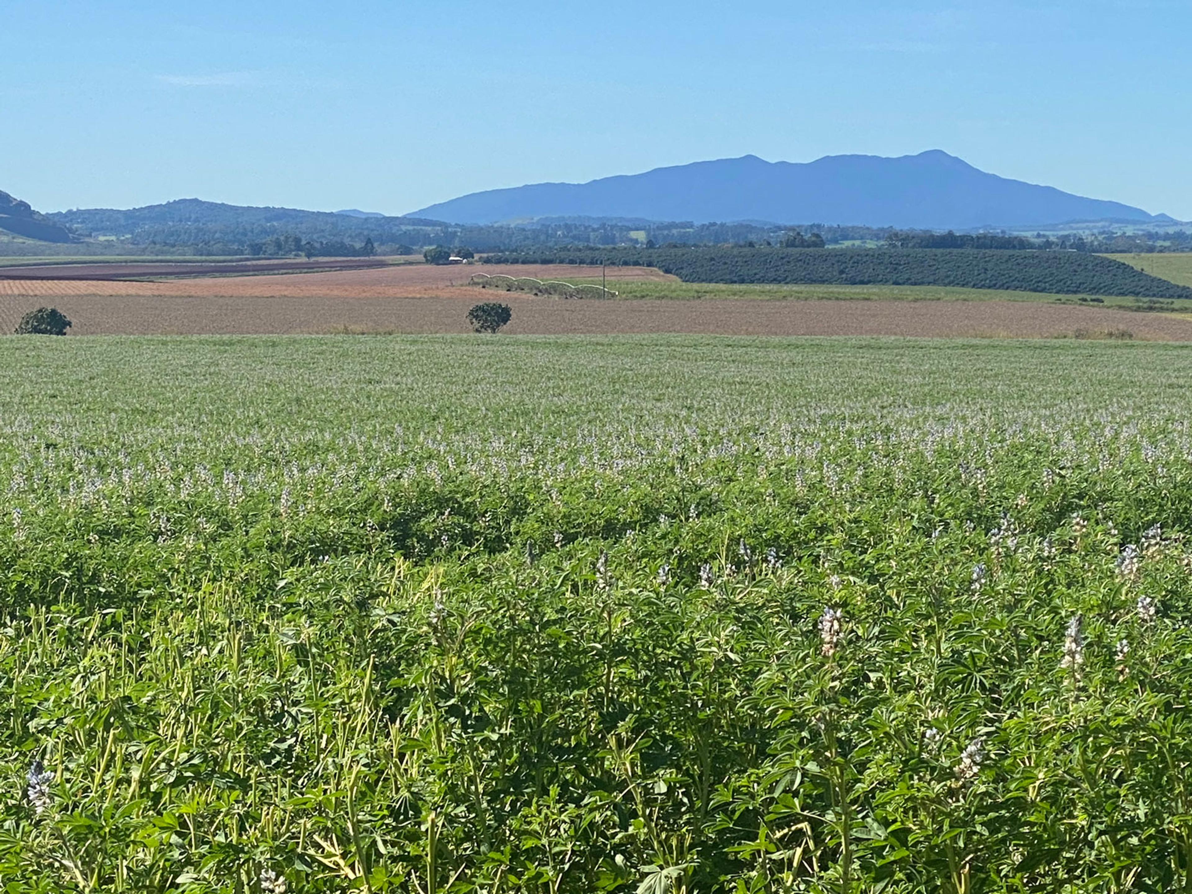 A green luscious farm.