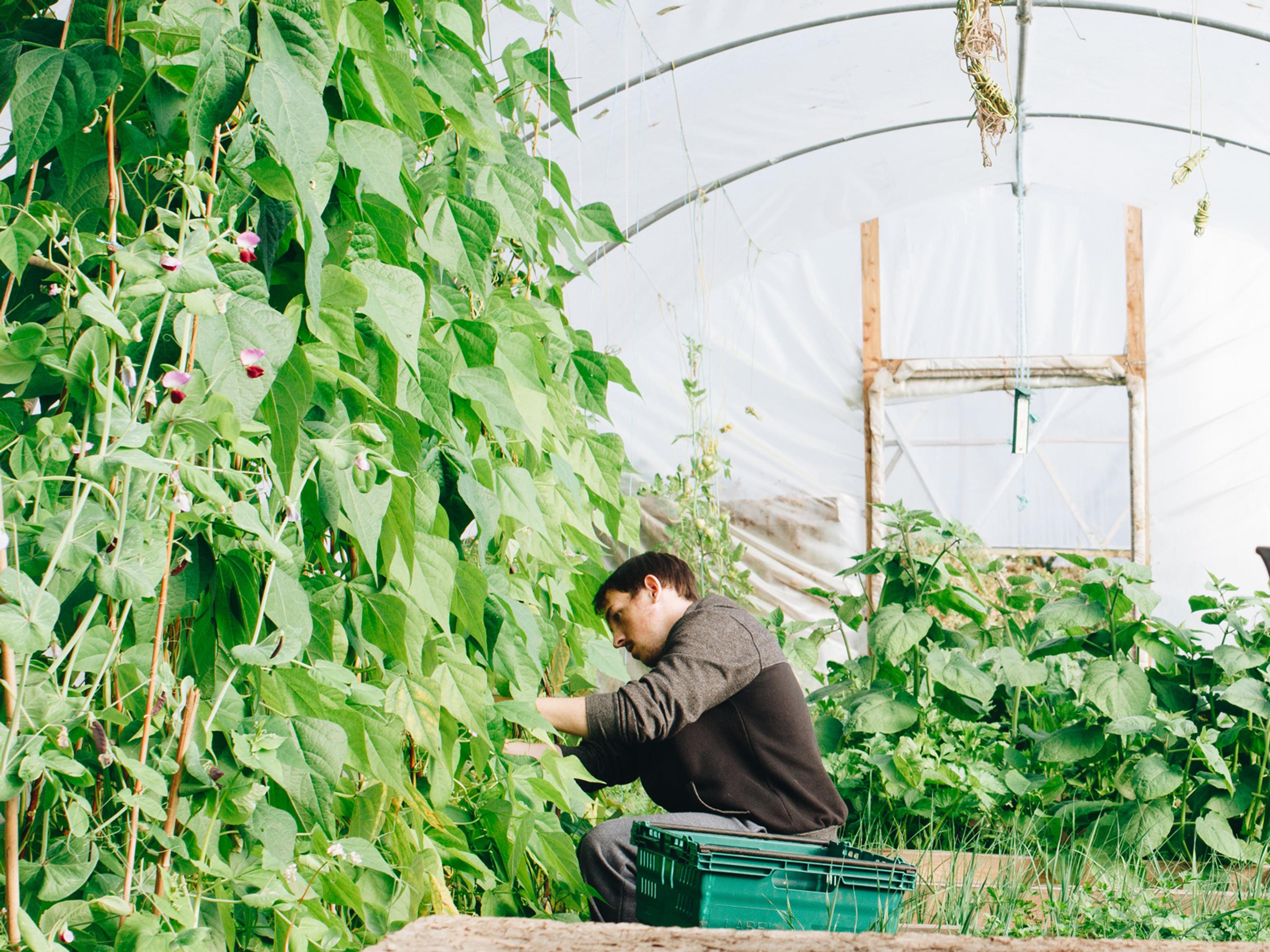 A person crouched down in a hoop house tending to growing food.