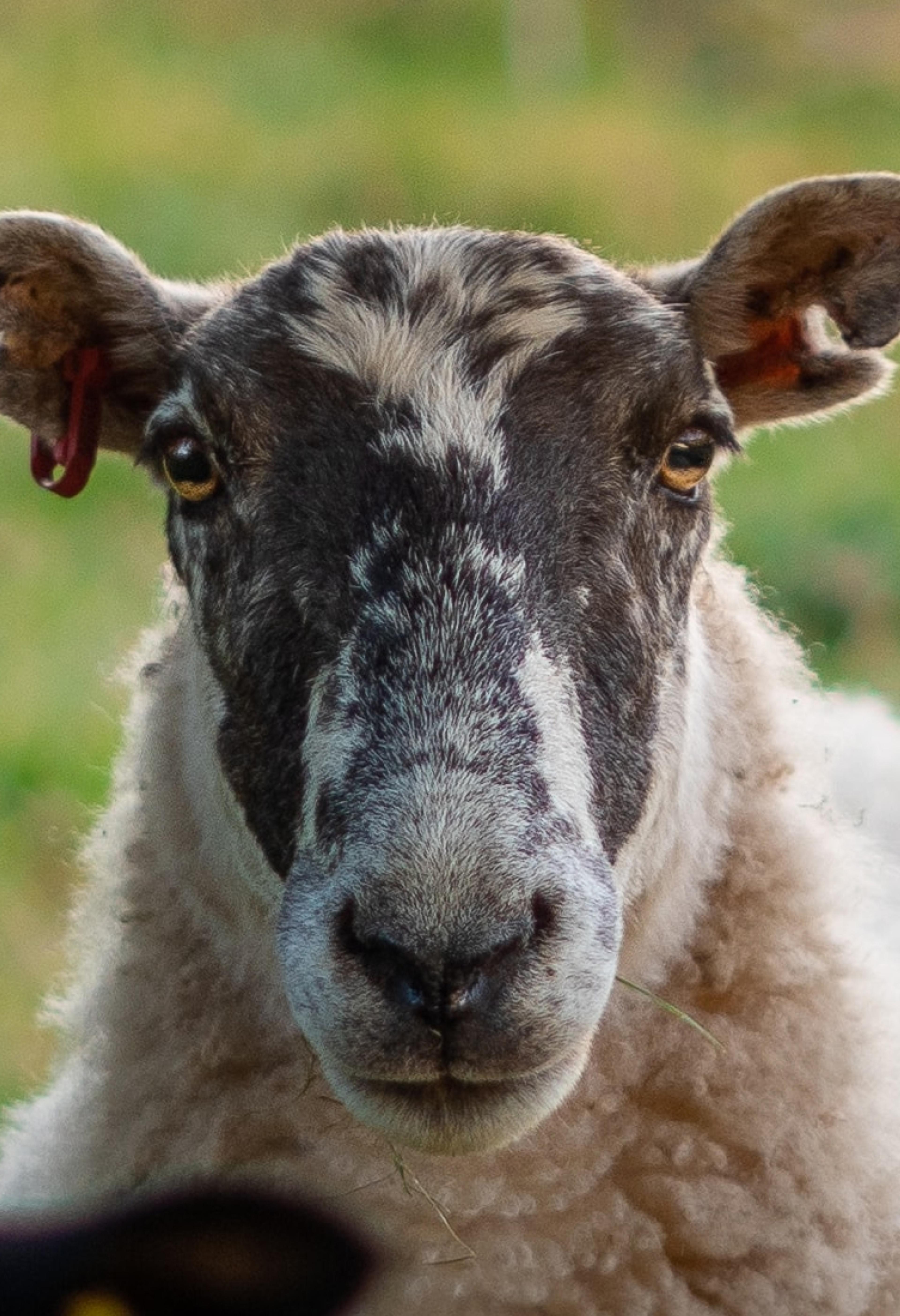 A sheep with a black and white head and a white coat looking directly into the camera.