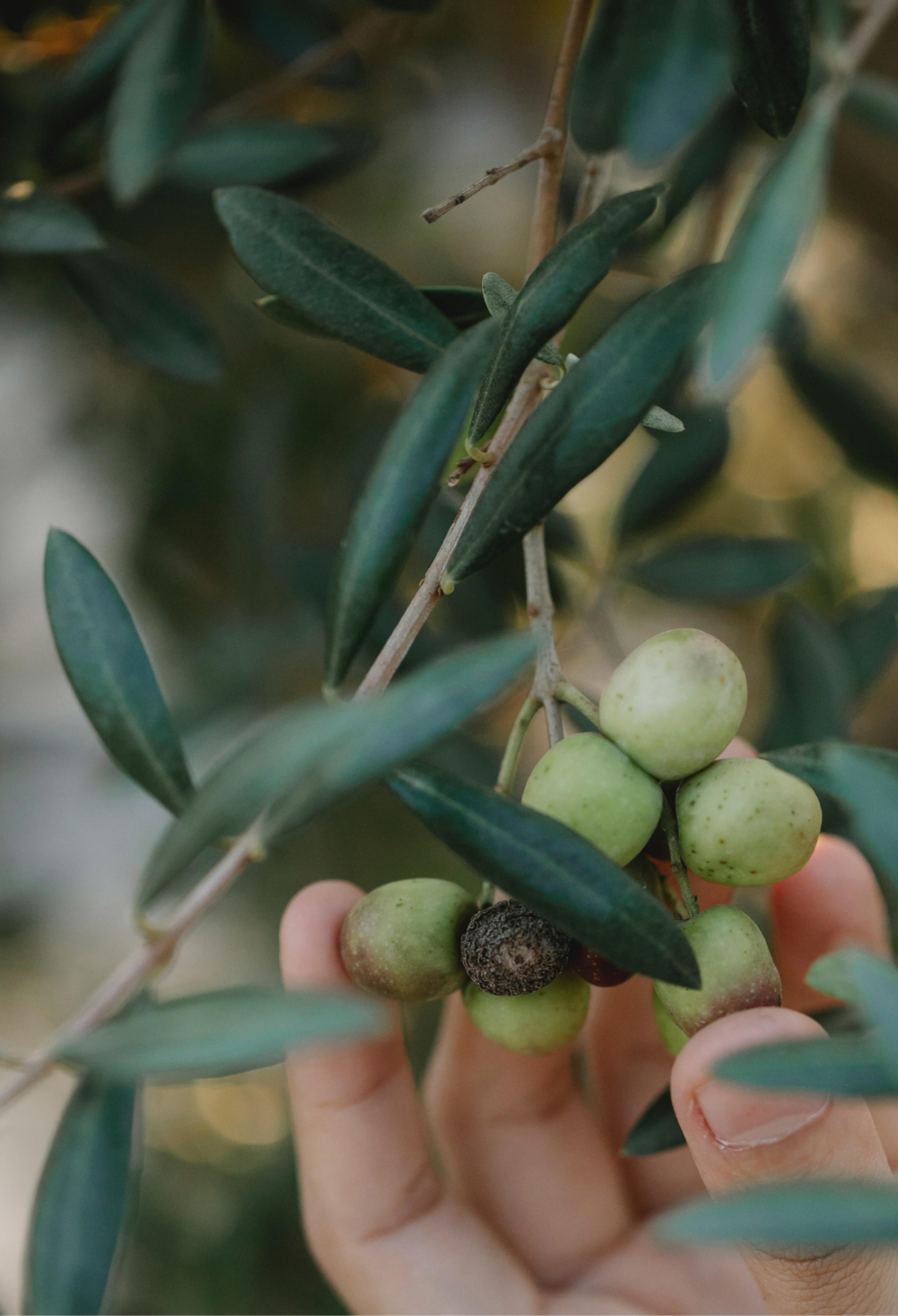 A hand picking some olives from a tree.