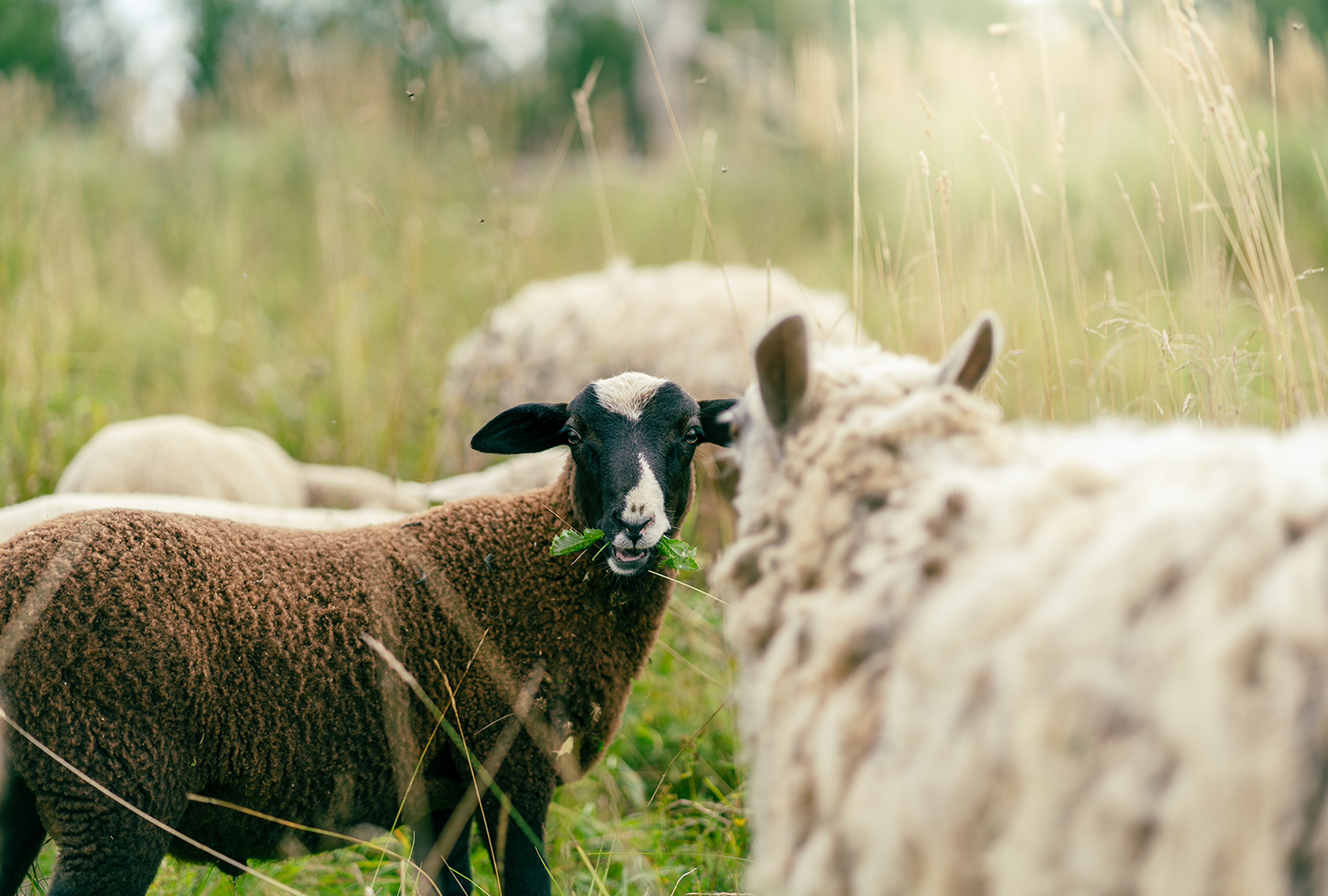 Four sheep in a paddock grazing.