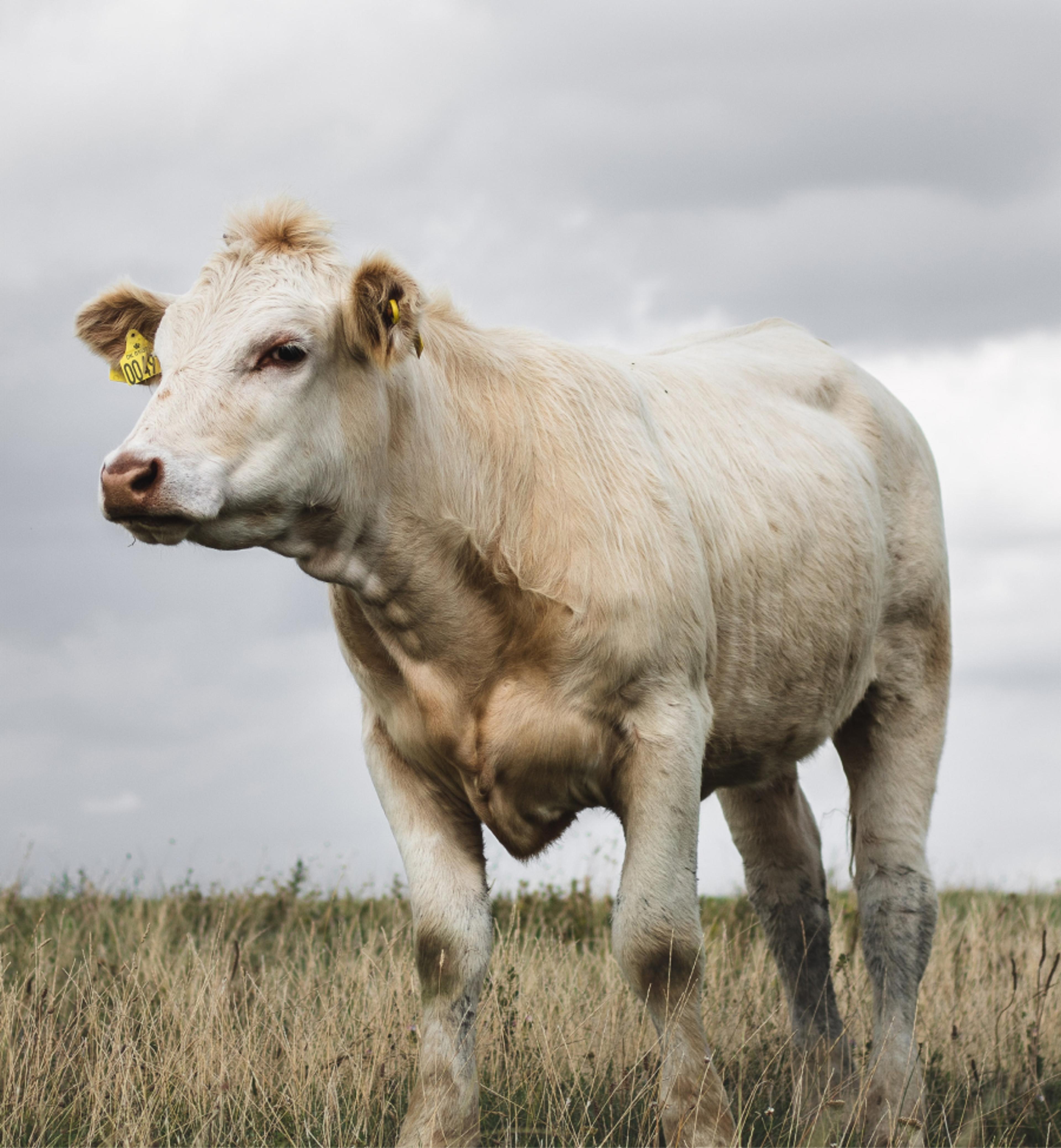 A white cow in a paddock.