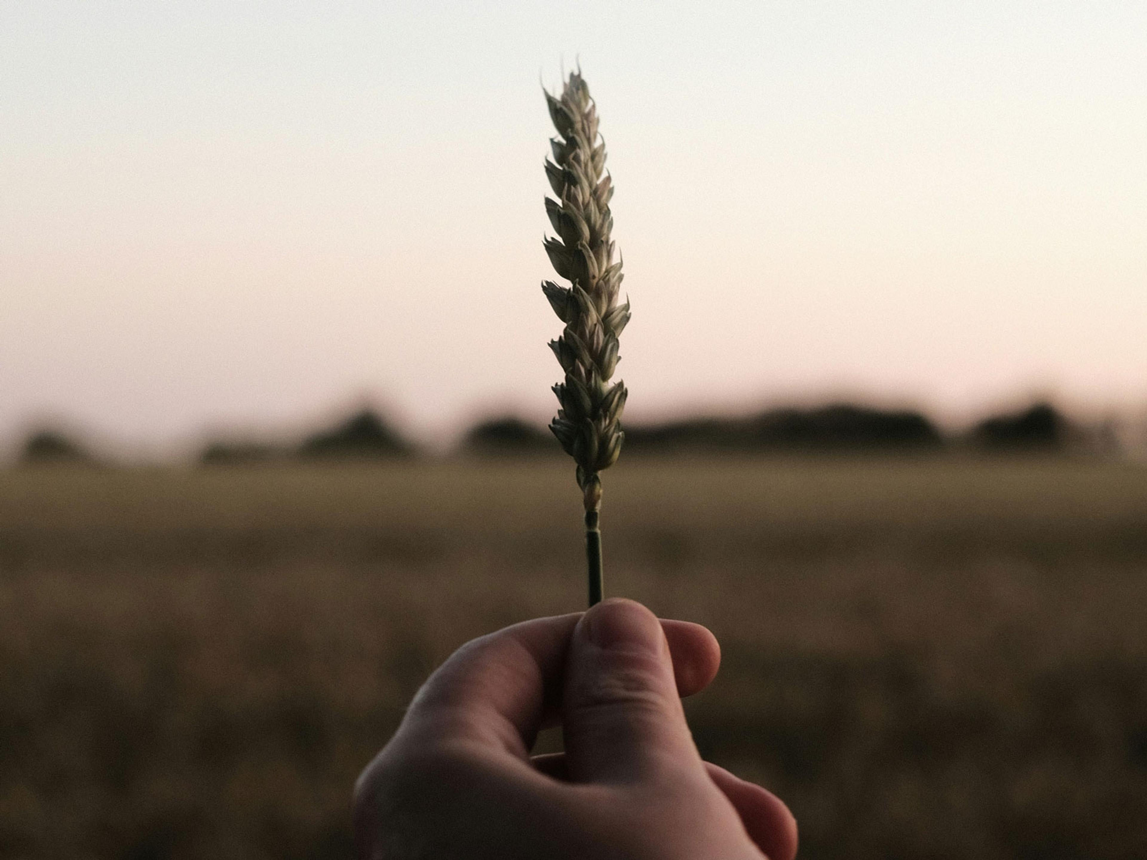 A hand holding out a stalk of grain with a blurry field in the background.