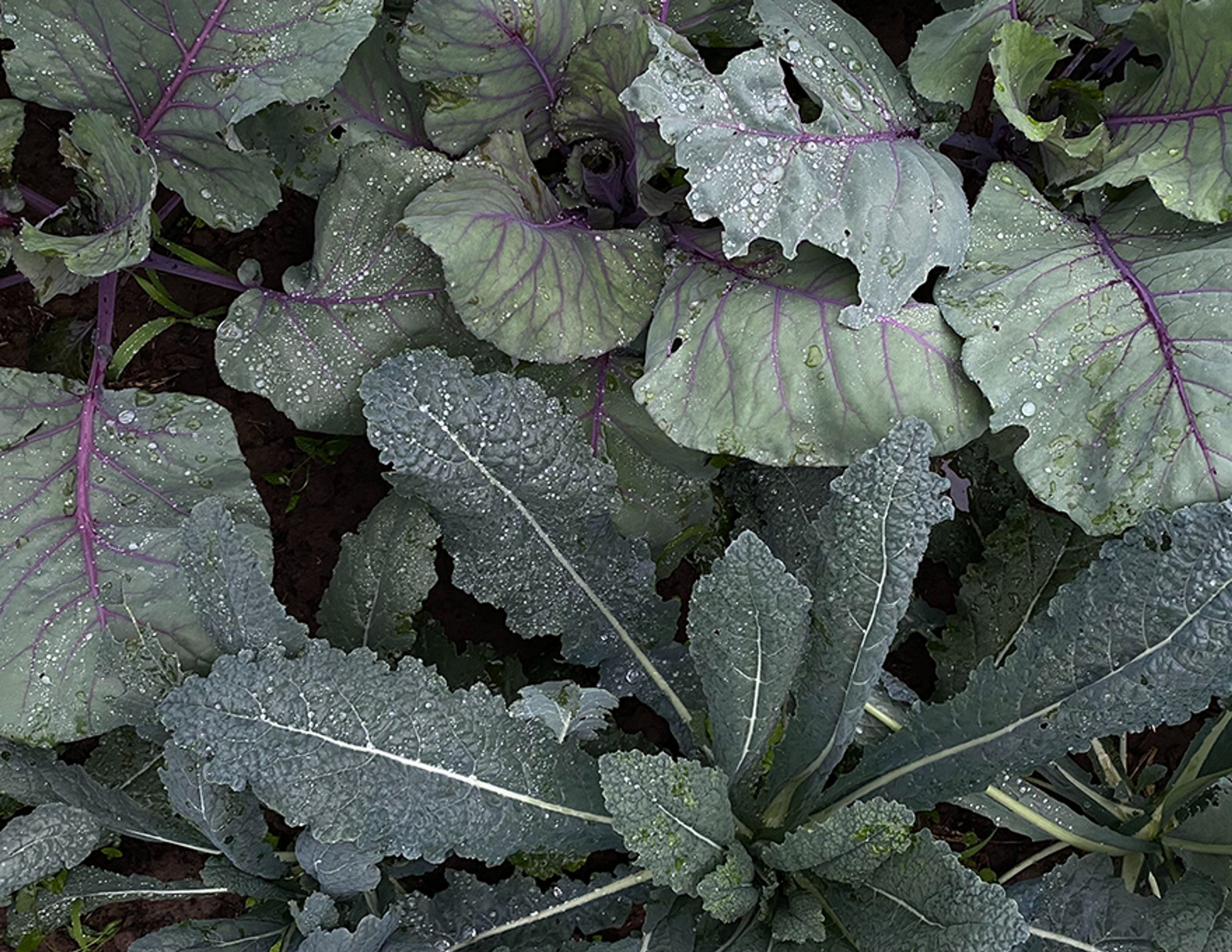 Vibrant green kale and cabbage plants growing in a field.