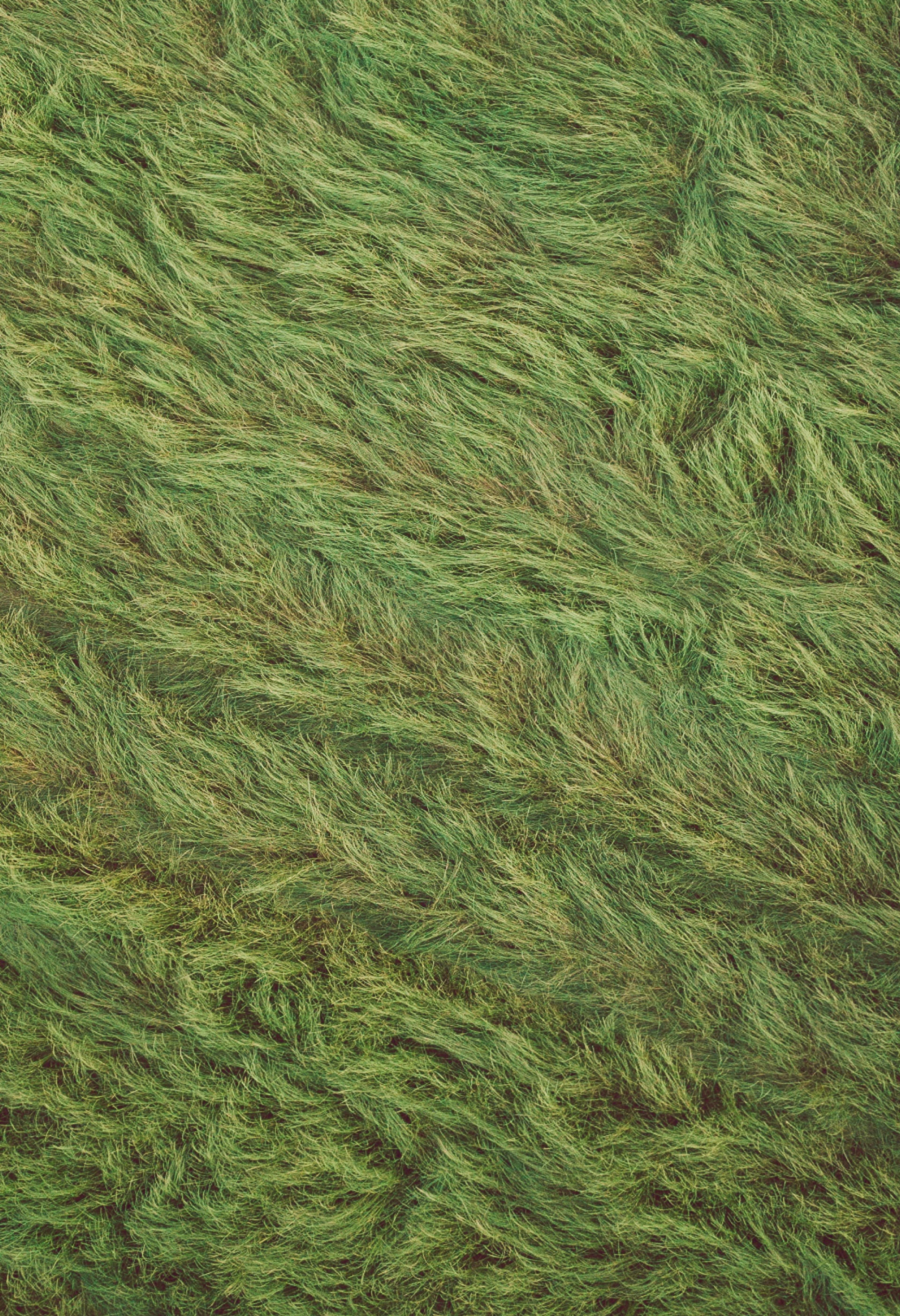Green, windswept grass.