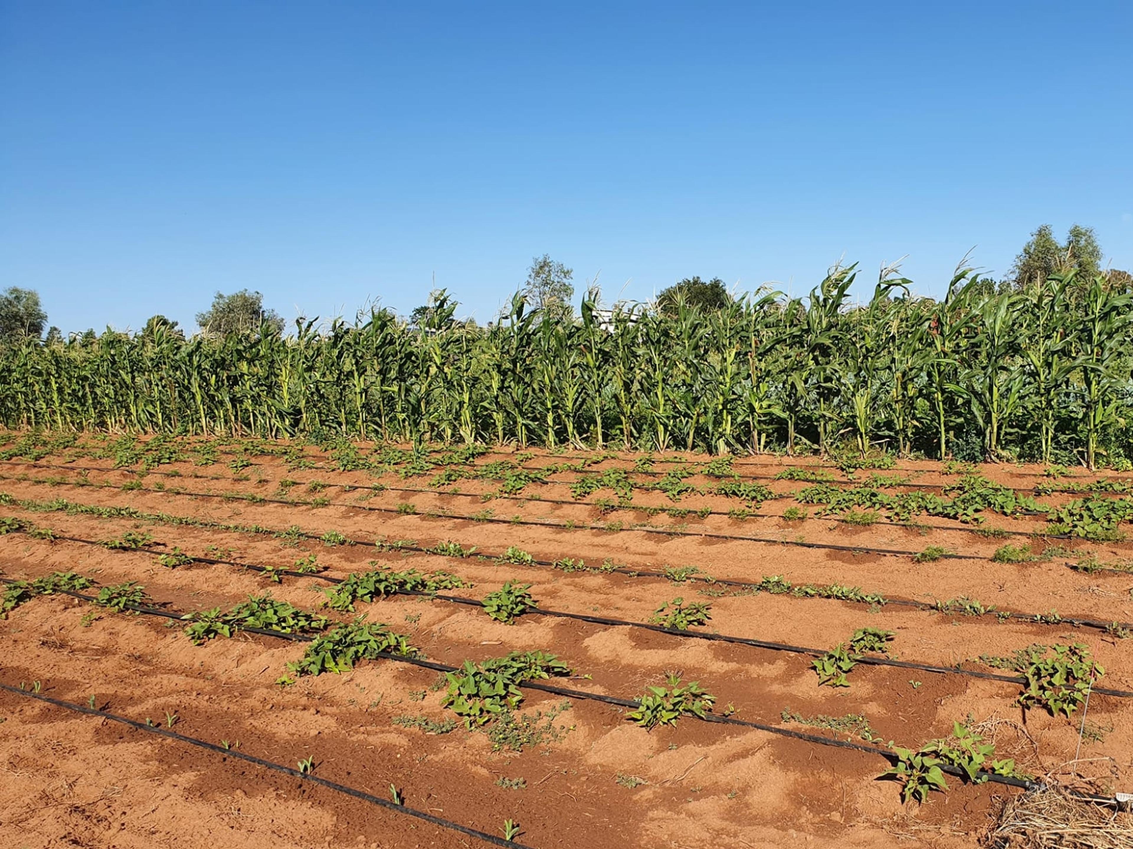 A farm growing plants in rows.
